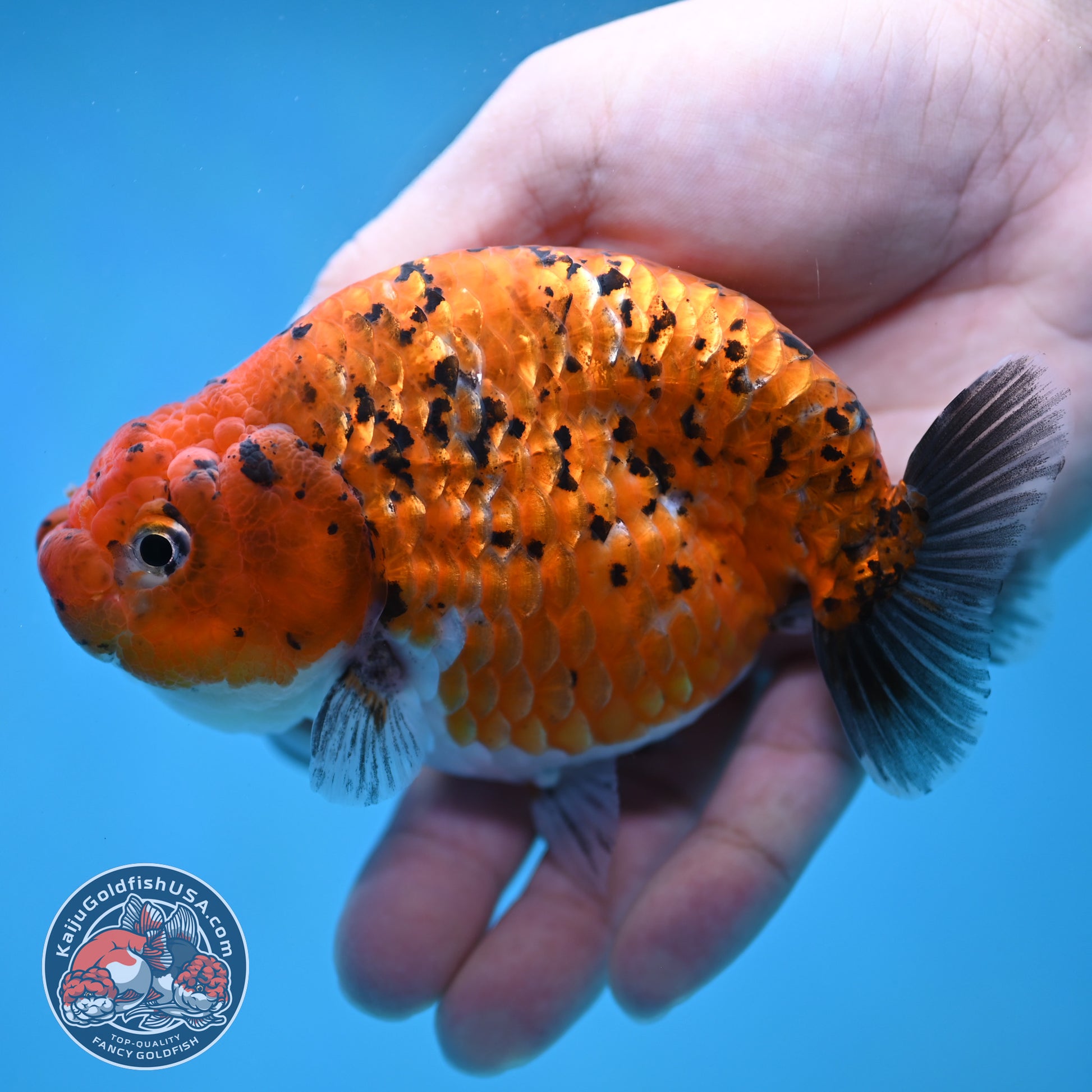 Tiger Ranchu 4 inch Body (260130_RC10)