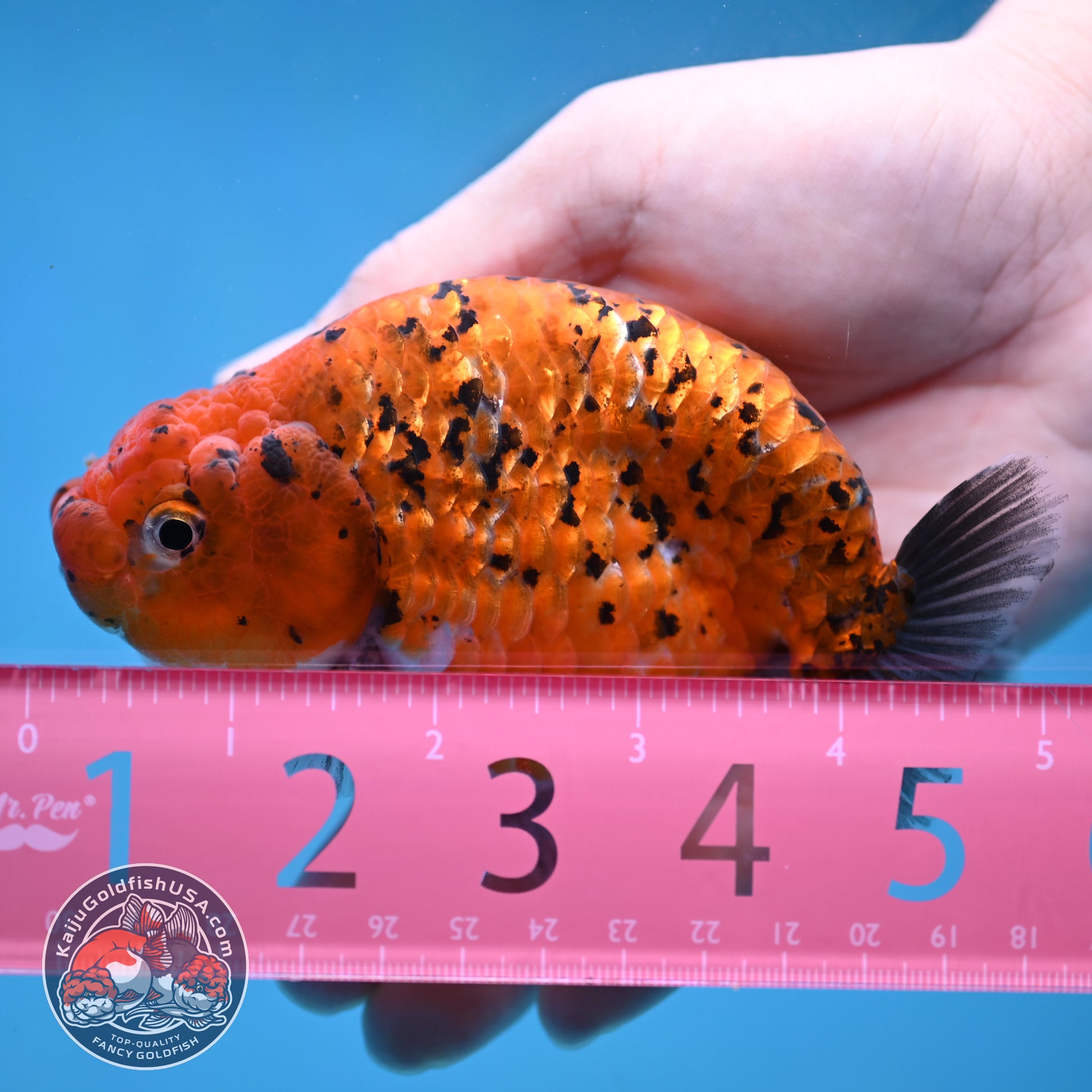Tiger Ranchu 4 inch Body (260130_RC10)
