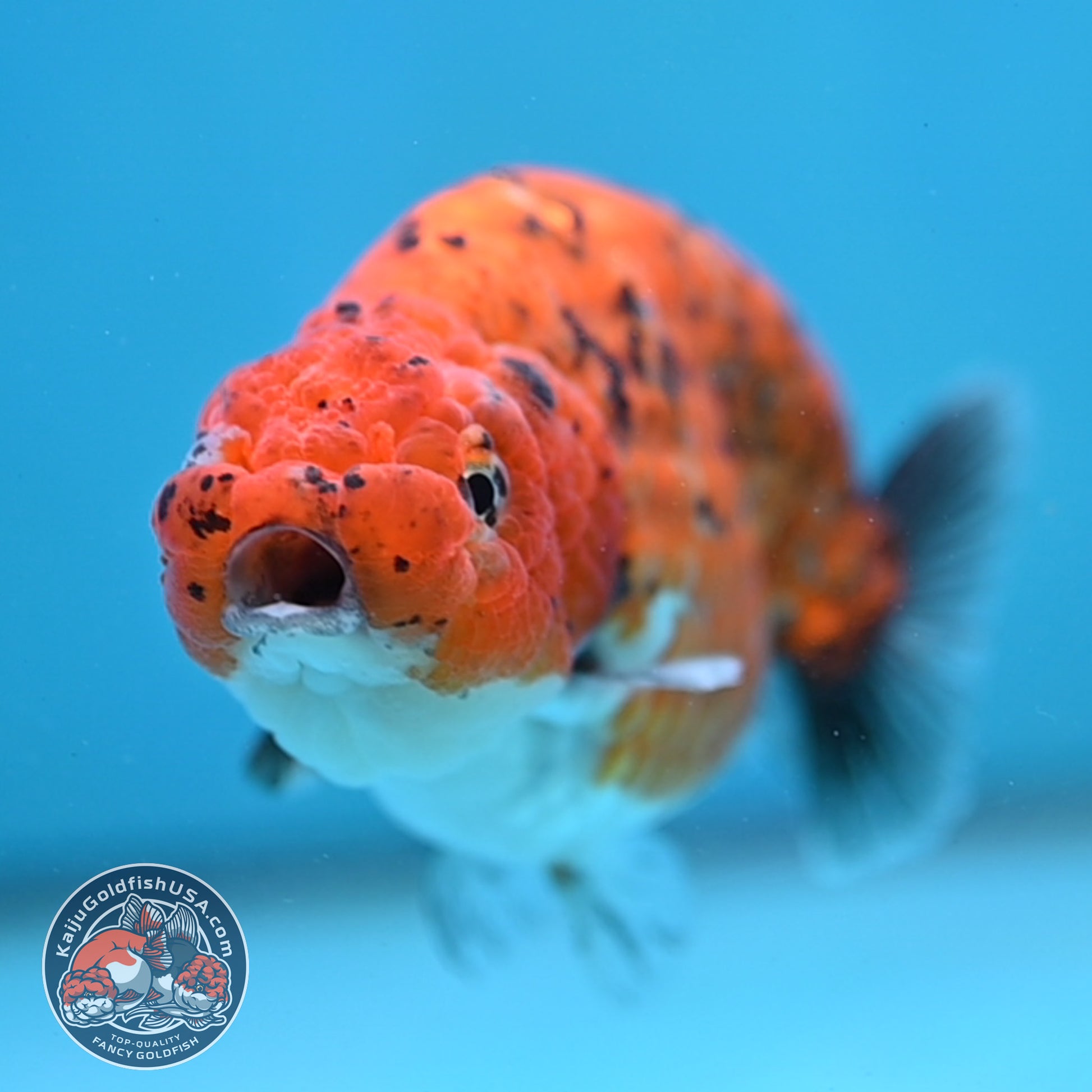 Tiger Ranchu 4 inch Body (260130_RC10)