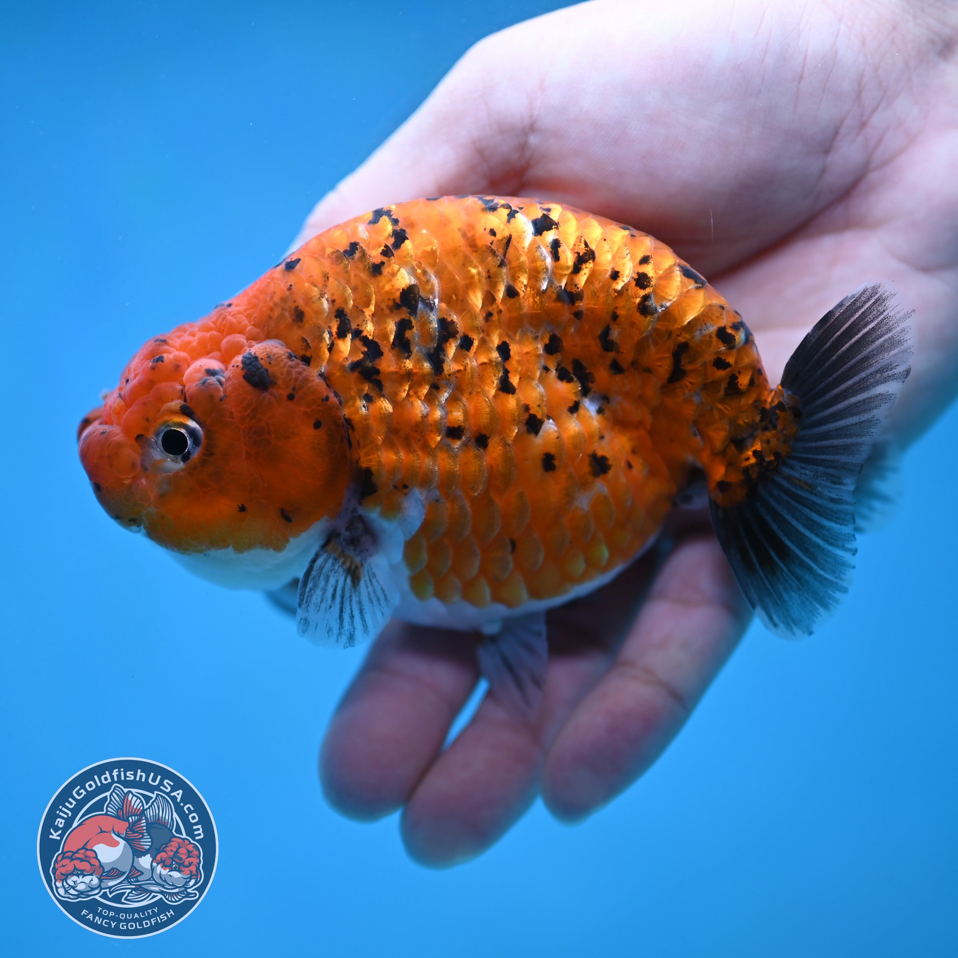 Tiger Ranchu 4 inch Body (260130_RC10)
