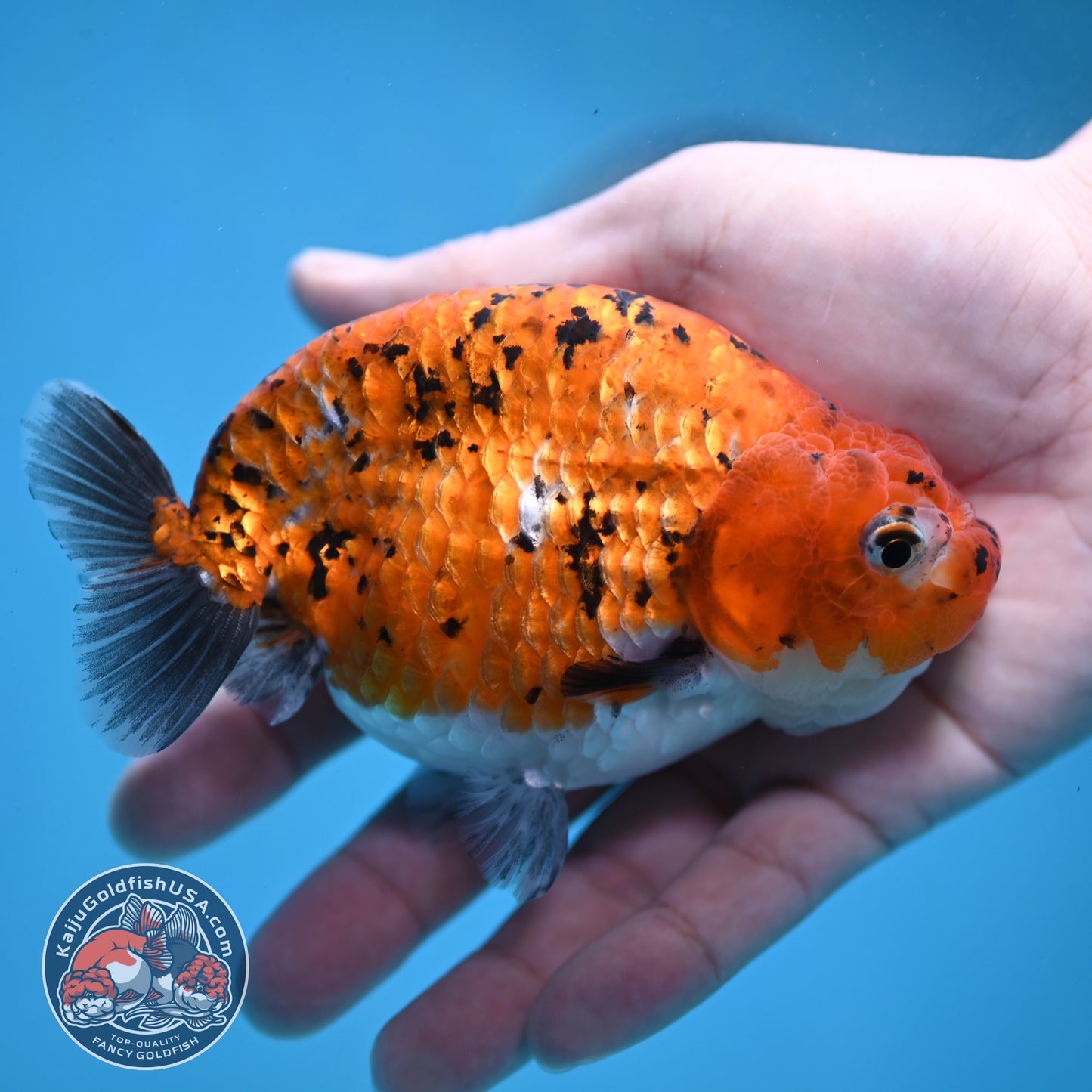 Tiger Ranchu 4 inch Body (260130_RC10)