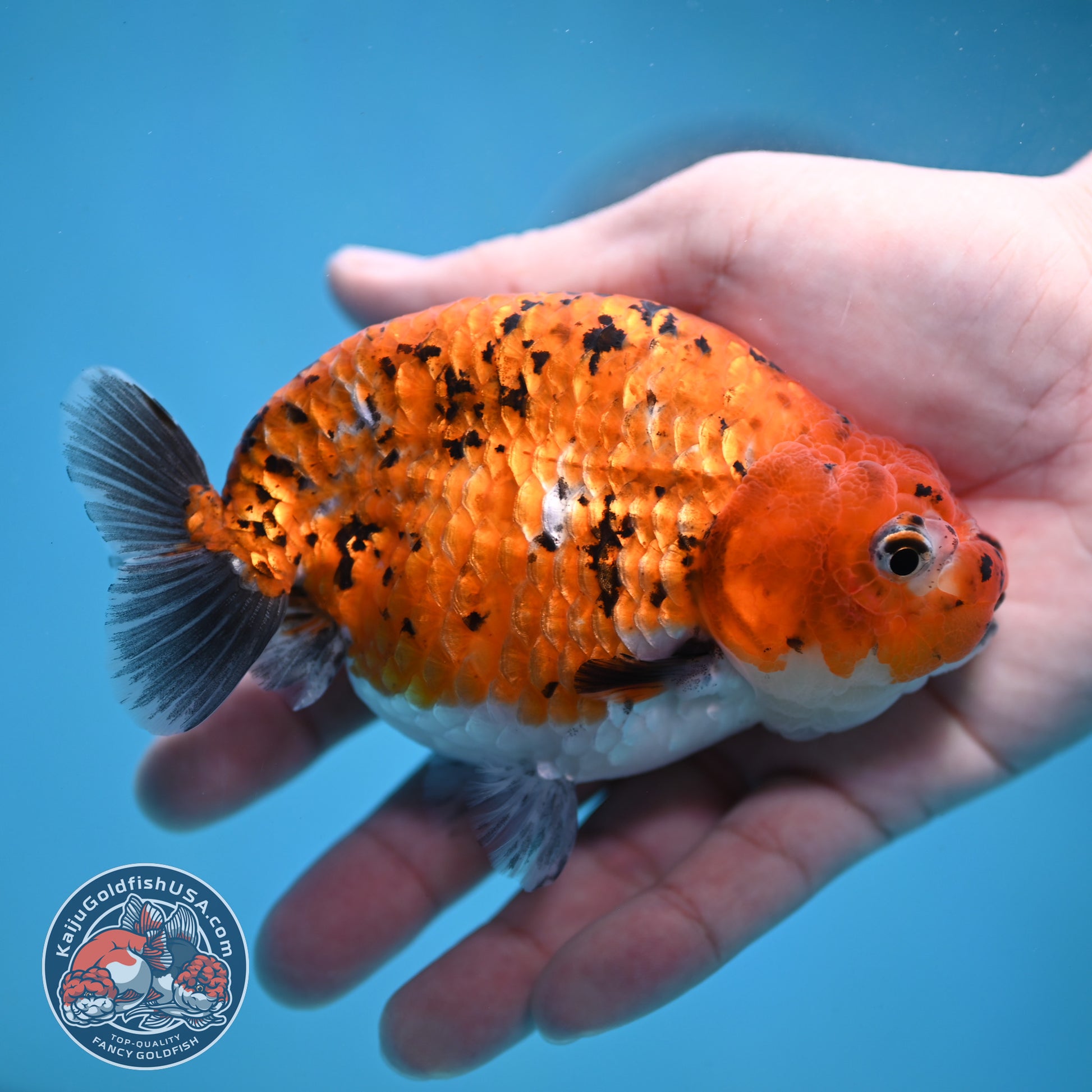 Tiger Ranchu 4 inch Body (260130_RC10)