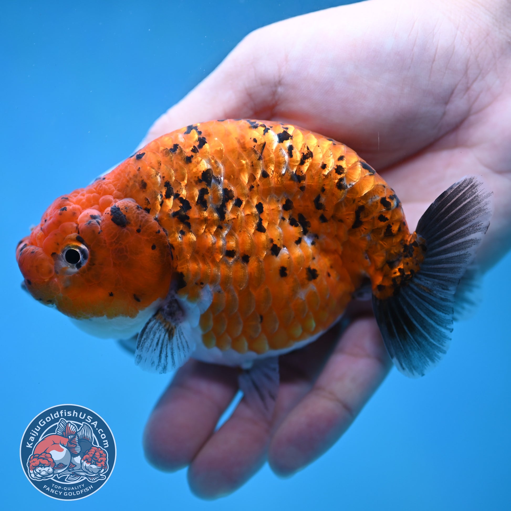 Tiger Ranchu 4 inch Body (260130_RC10)