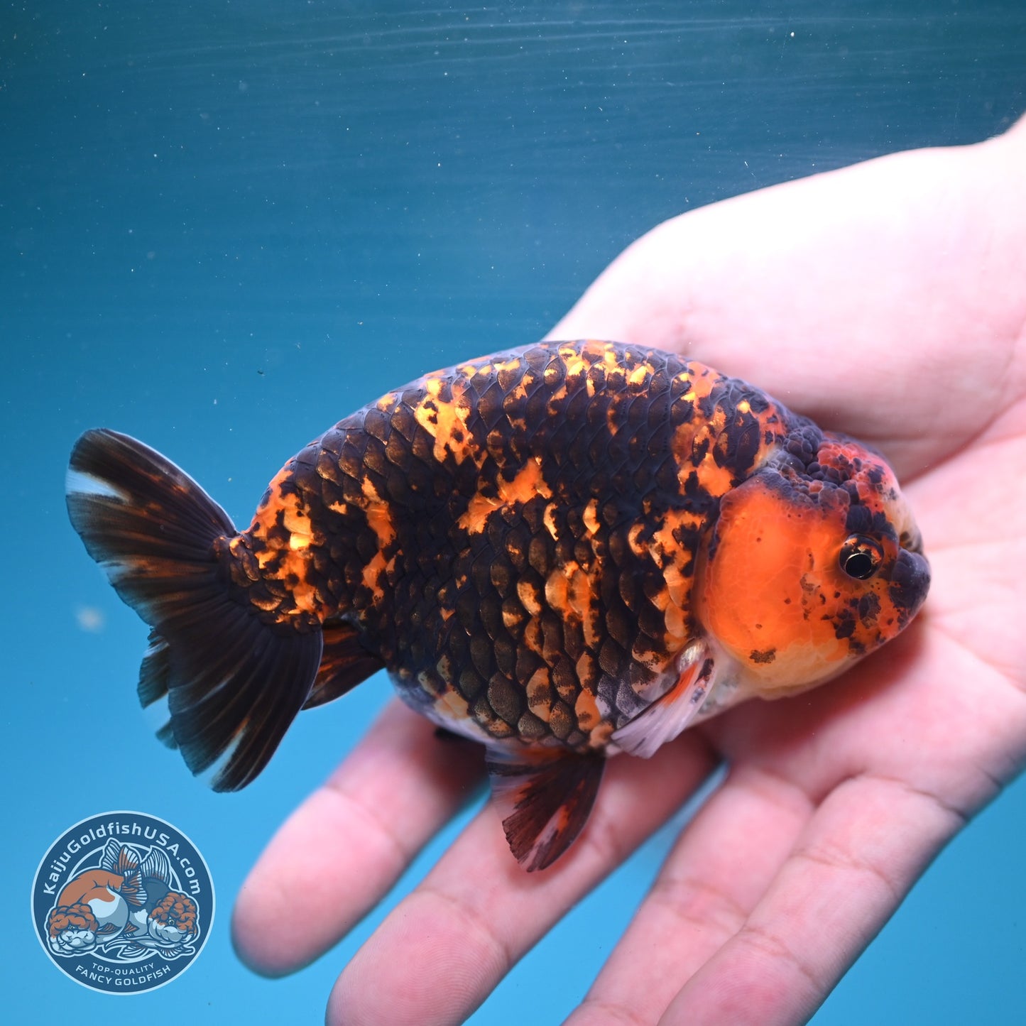 Tiger Ranchu 4 inch Body (260904_RC03)