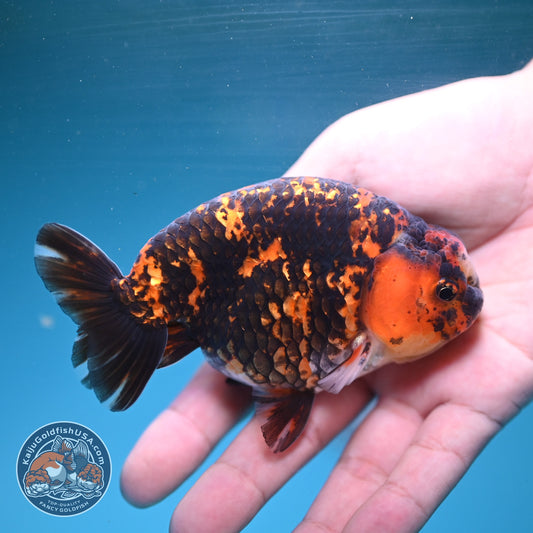 Tiger Ranchu 4 inch Body (260904_RC03)