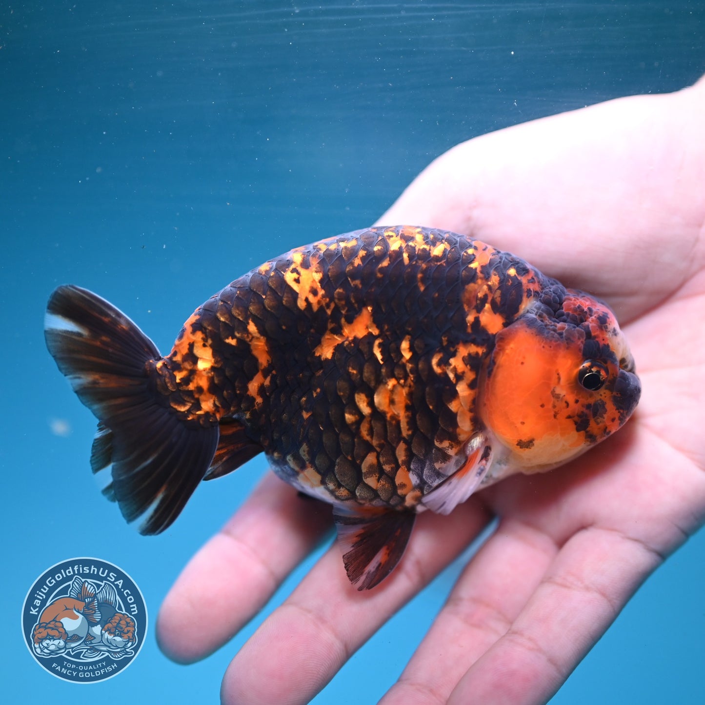 Tiger Ranchu 4 inch Body (260904_RC03)