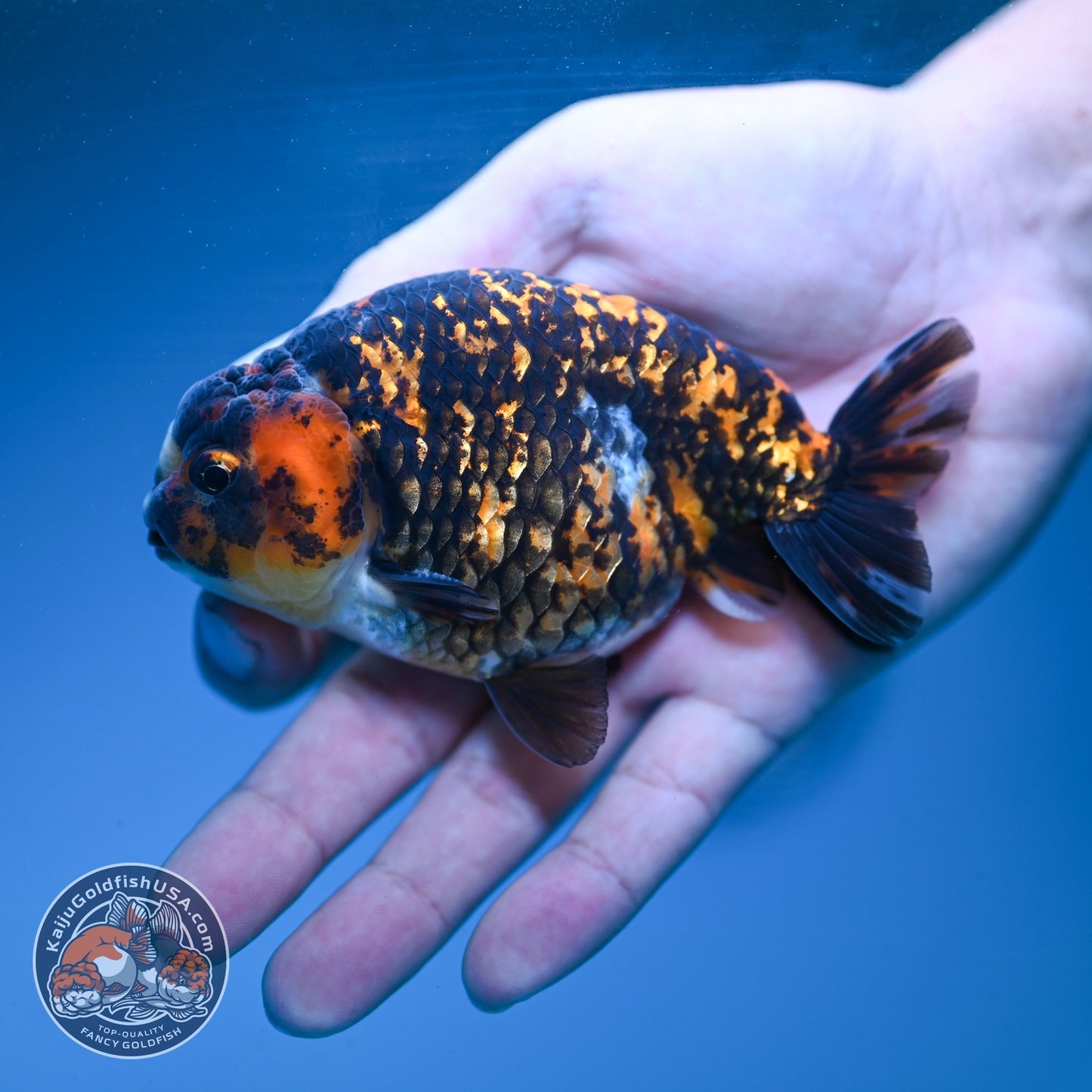 Tiger Ranchu 4 inch Body (260904_RC03)