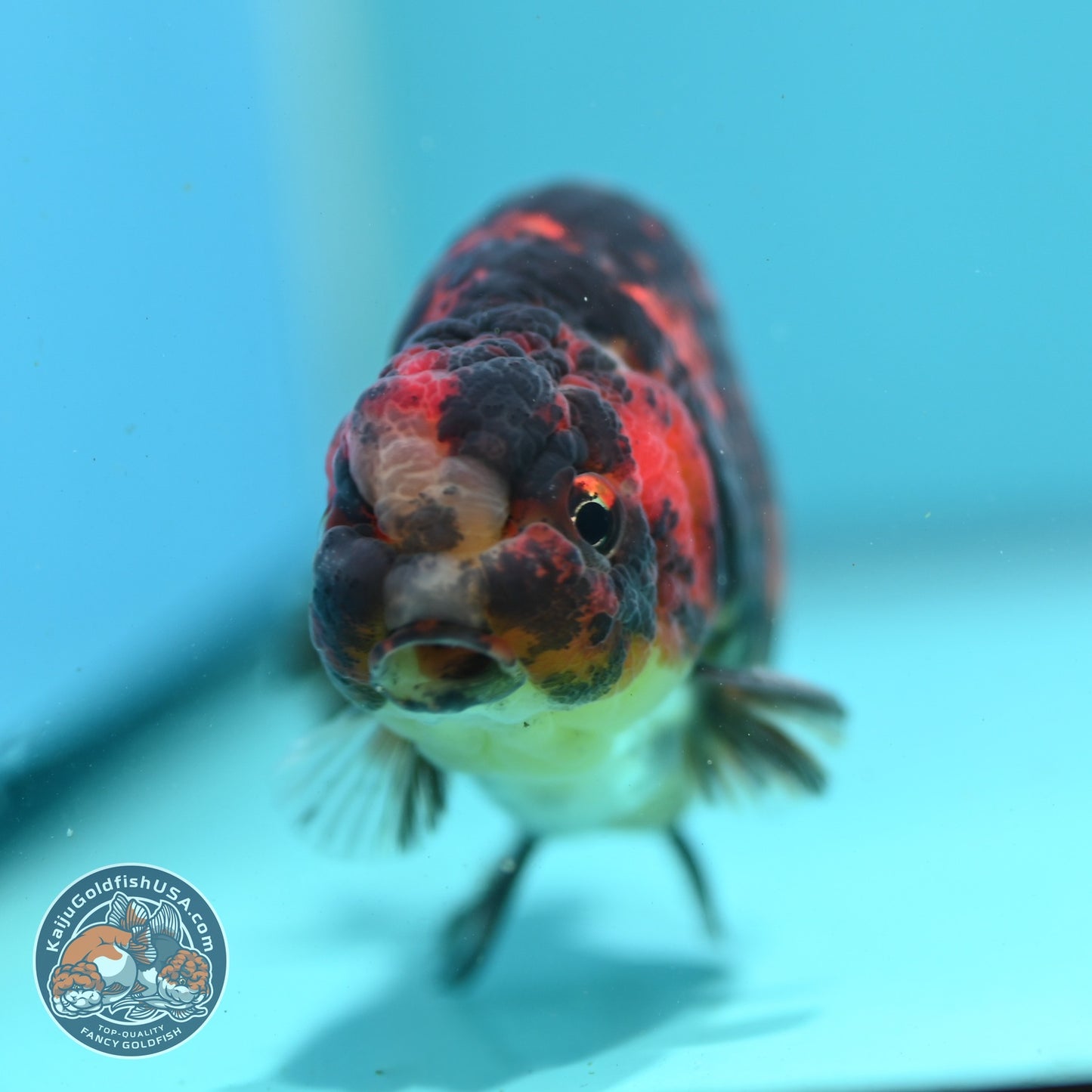 Tiger Ranchu 4 inch Body (260904_RC03)