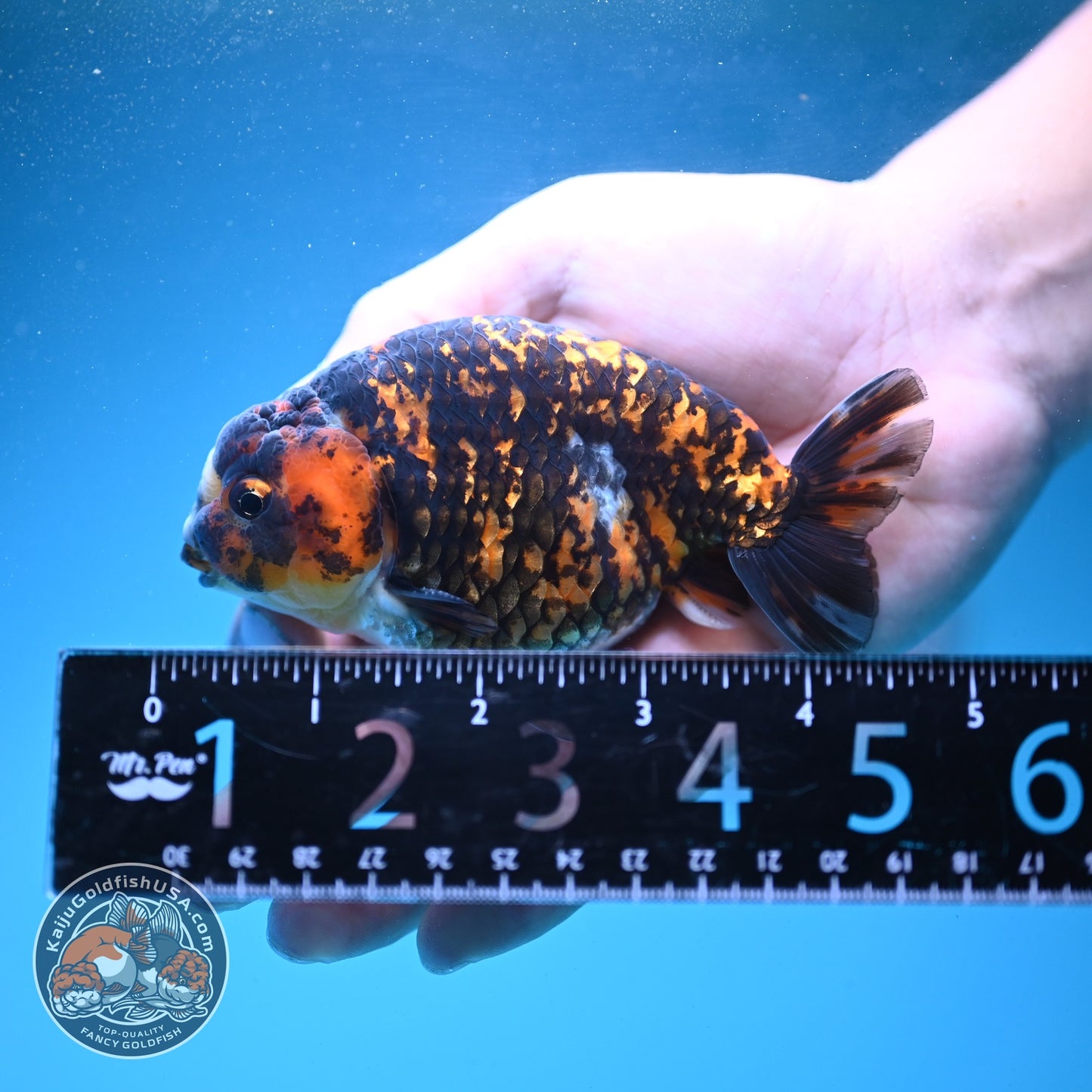 Tiger Ranchu 4 inch Body (260904_RC03)
