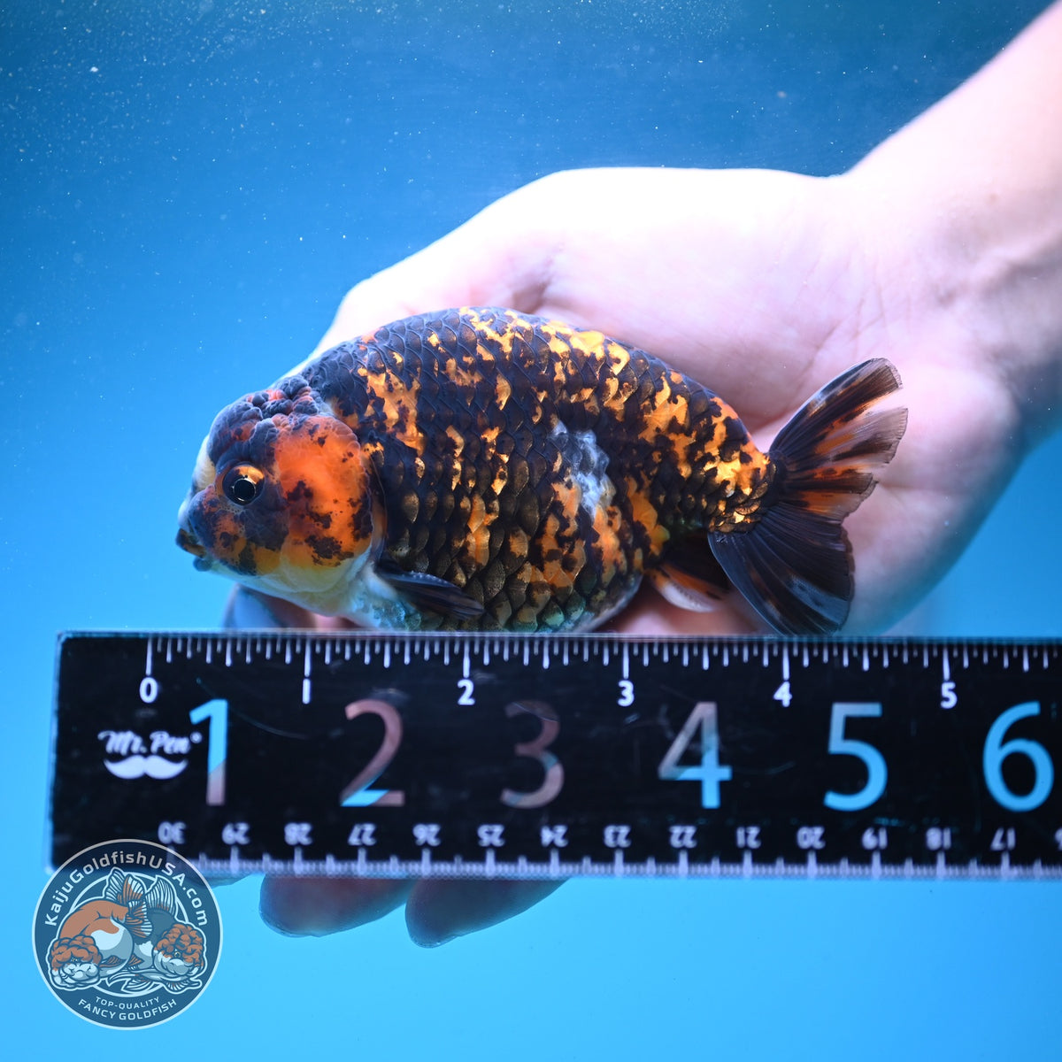 Tiger Ranchu 4 inch Body (260904_RC03)