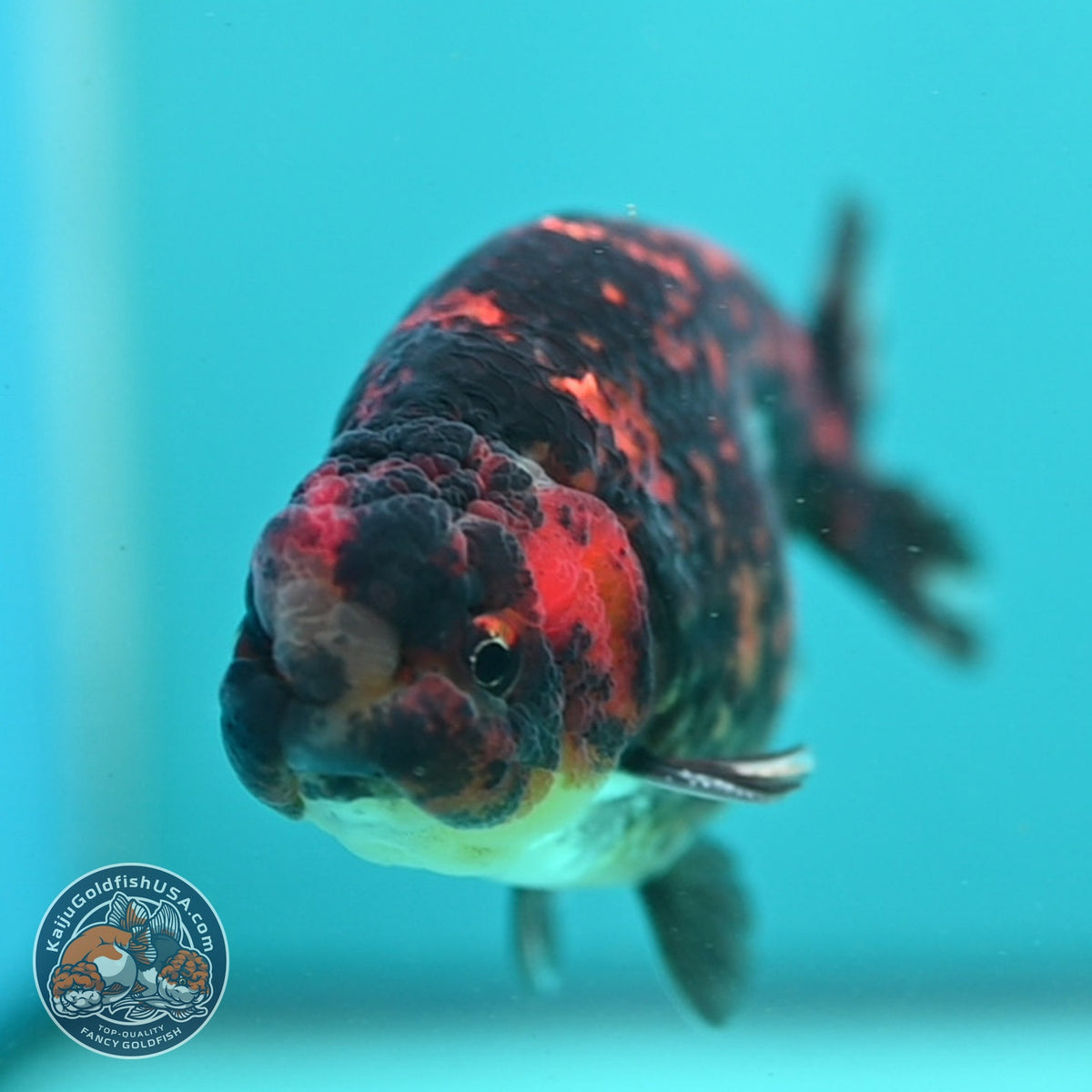 Tiger Ranchu 4 inch Body (260904_RC03)