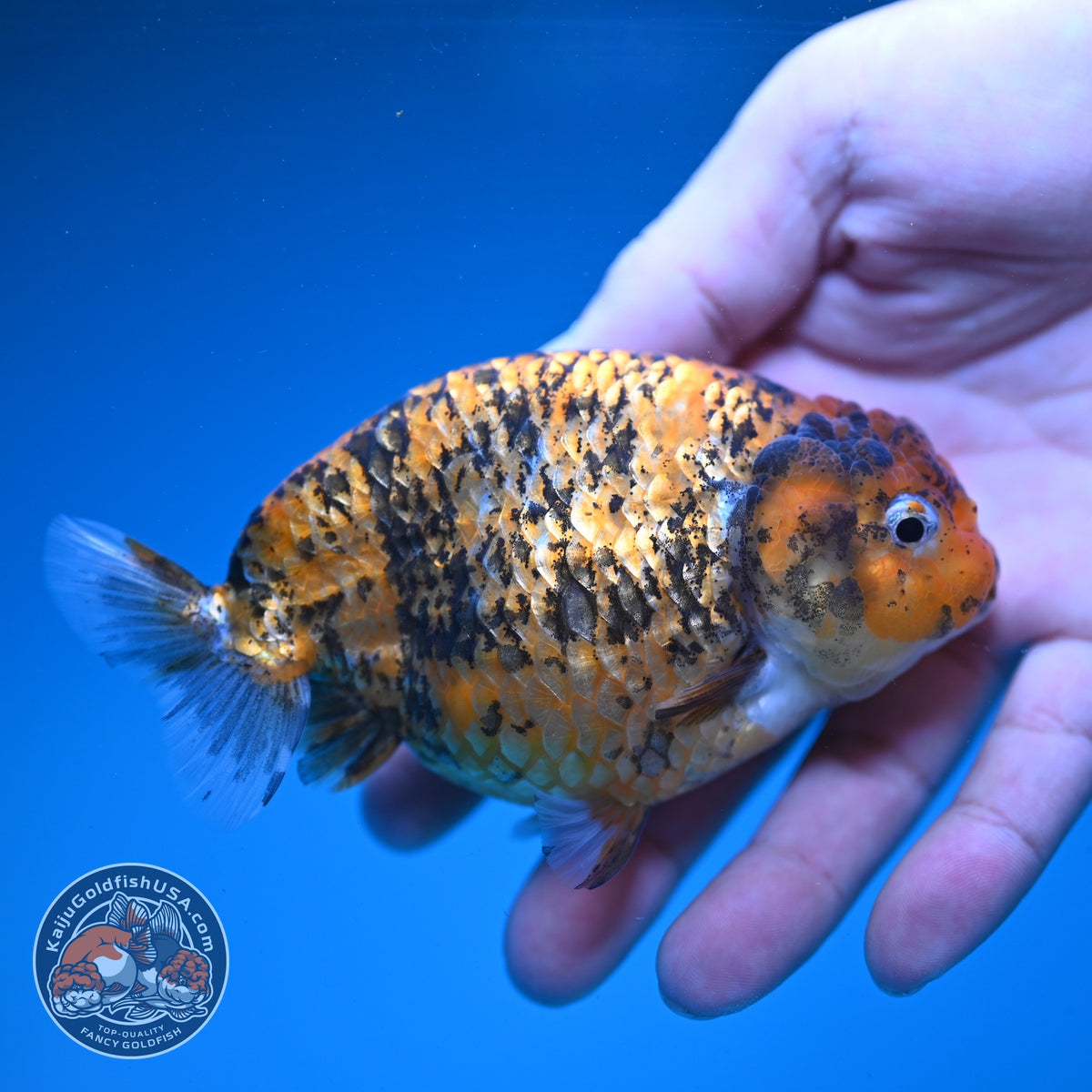 Tiger Ranchu 4 inch Body (260904_RC05)