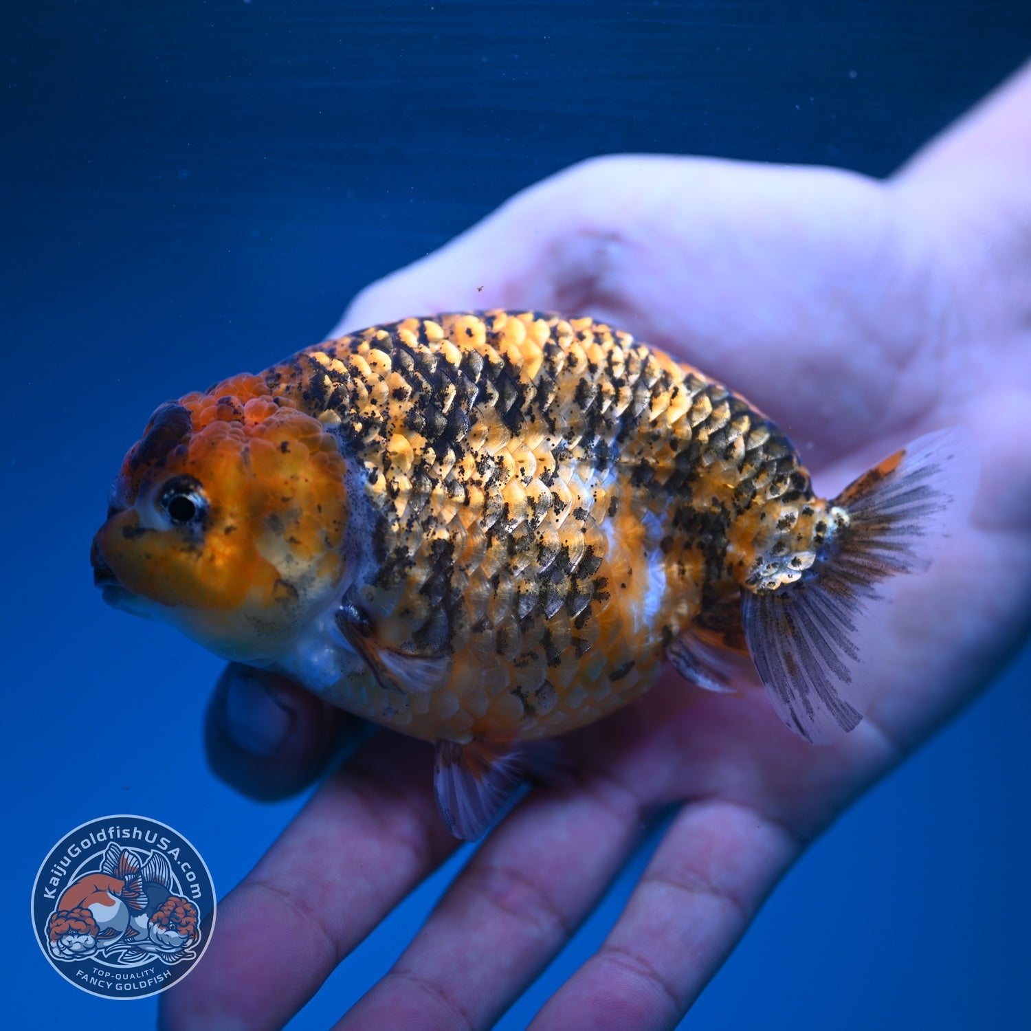 Tiger Ranchu 4 inch Body (260904_RC05)