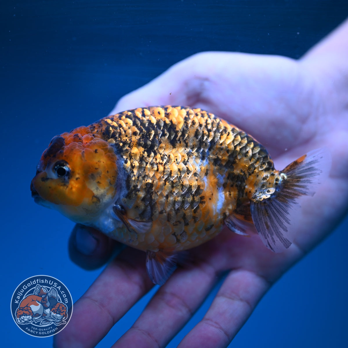 Tiger Ranchu 4 inch Body (260904_RC05)