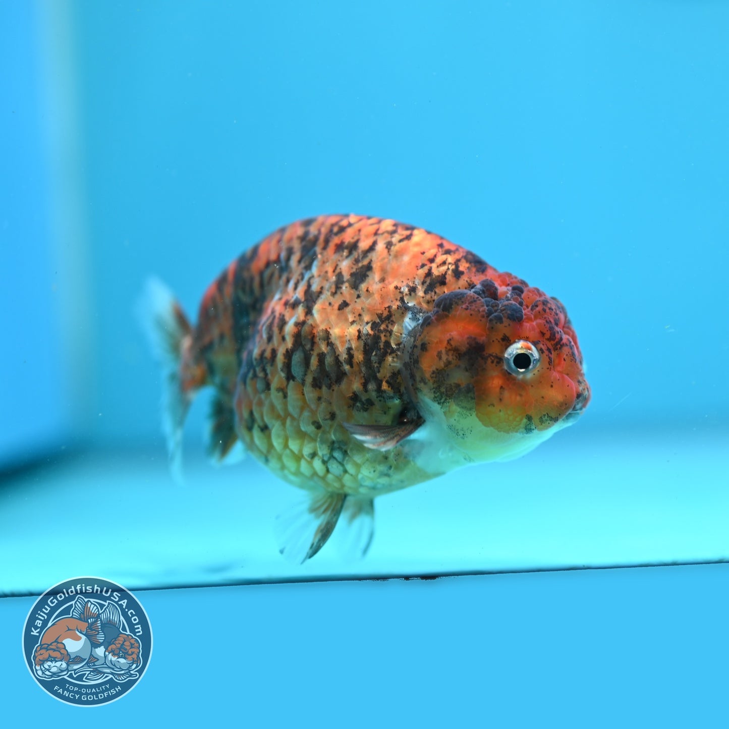 Tiger Ranchu 4 inch Body (260904_RC05)