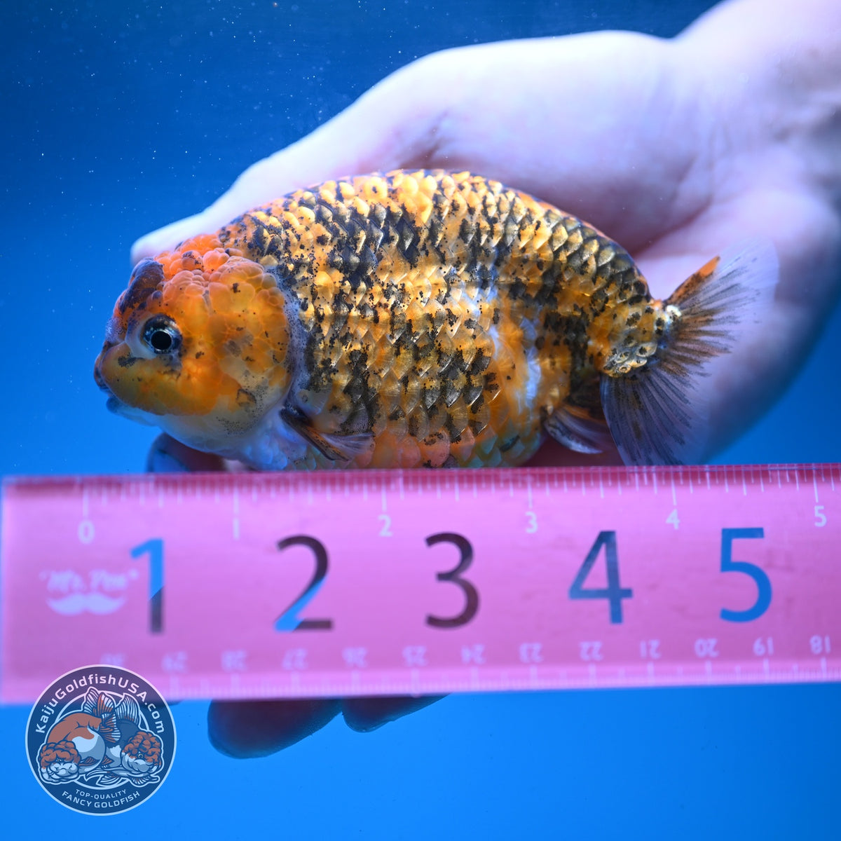 Tiger Ranchu 4 inch Body (260904_RC05)