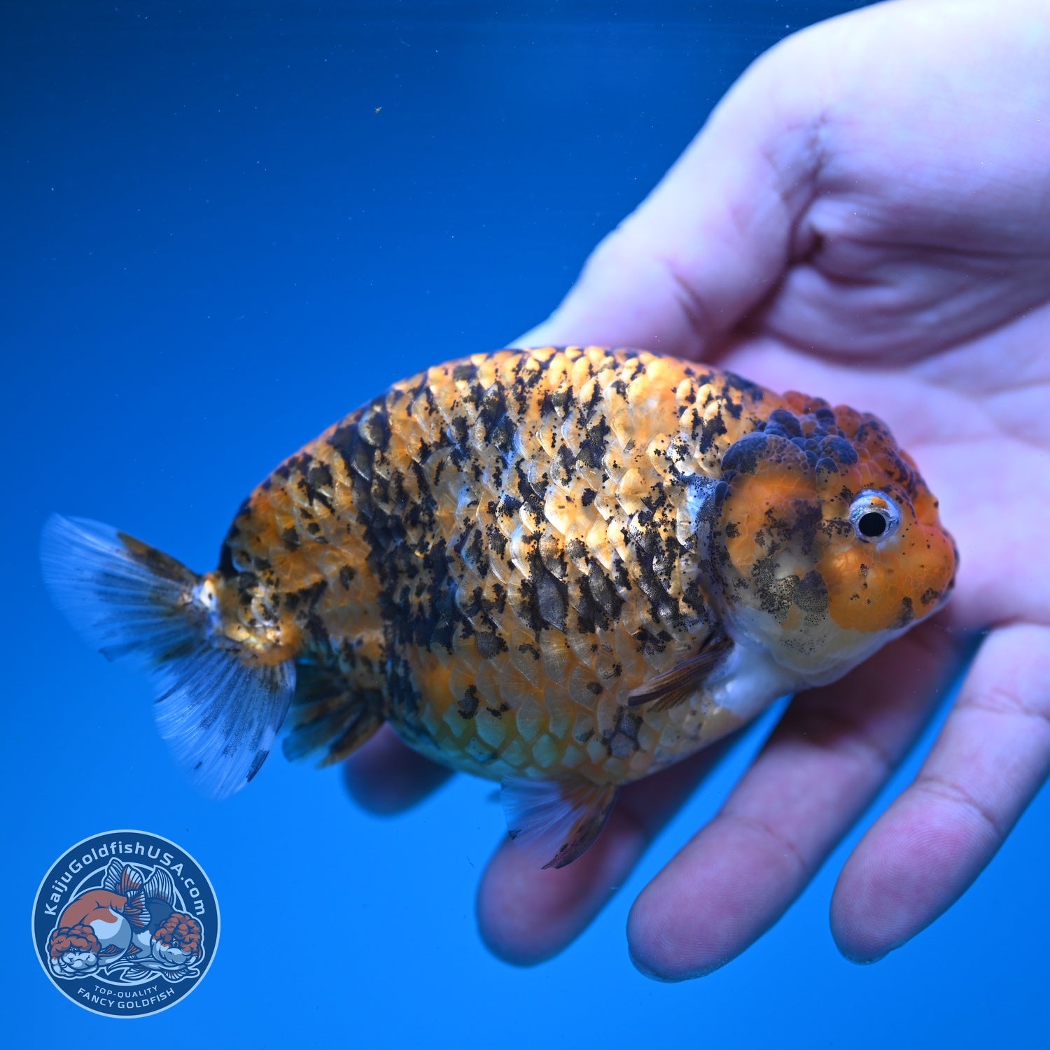 Tiger Ranchu 4 inch Body (260904_RC05)