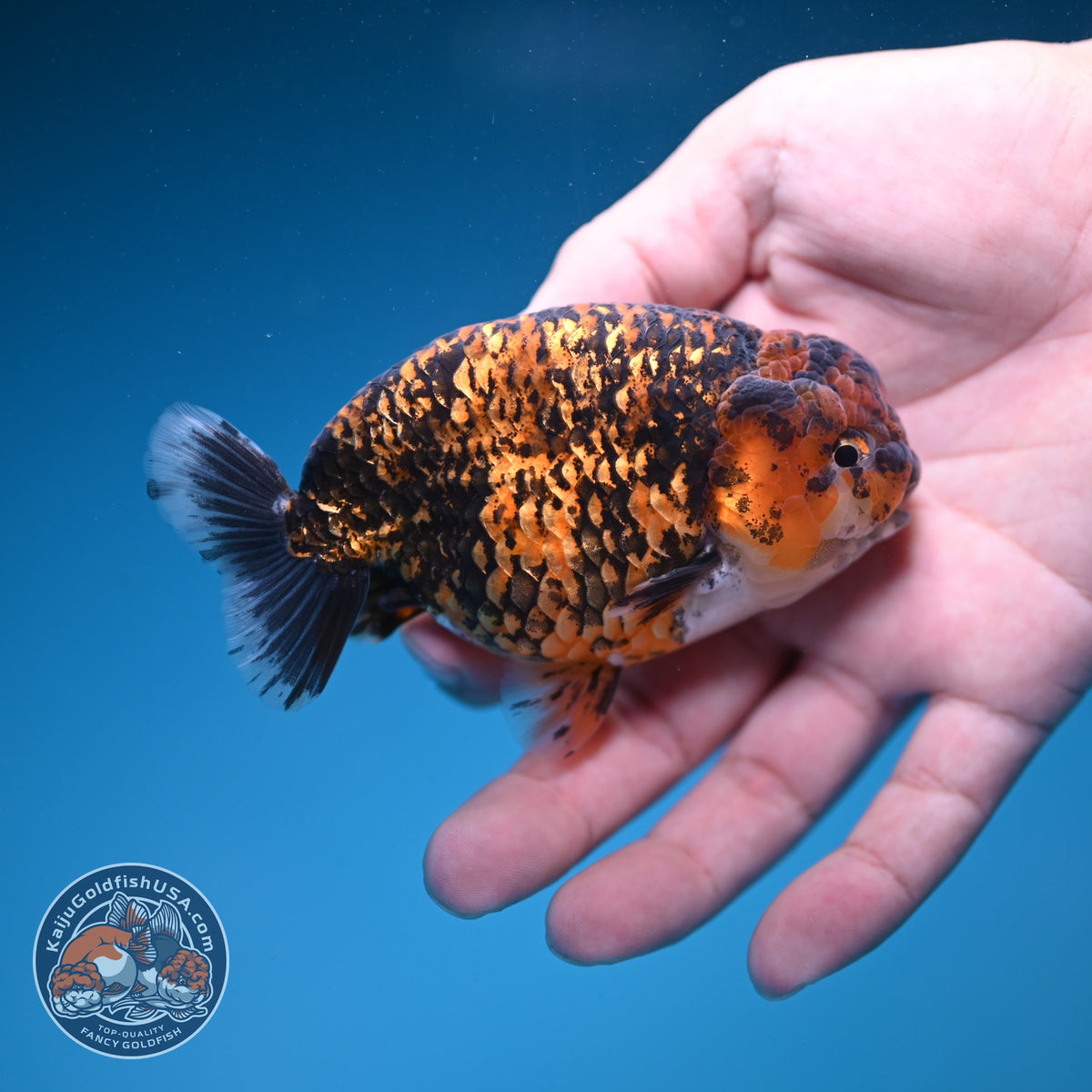 Tiger Ranchu 4 inch Body (260925_RC05)