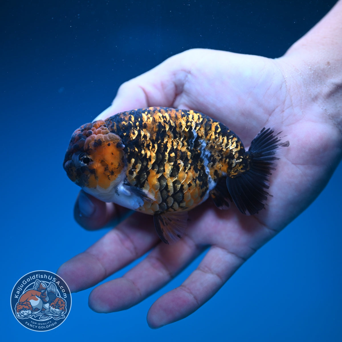 Tiger Ranchu 4 inch Body (260925_RC05)