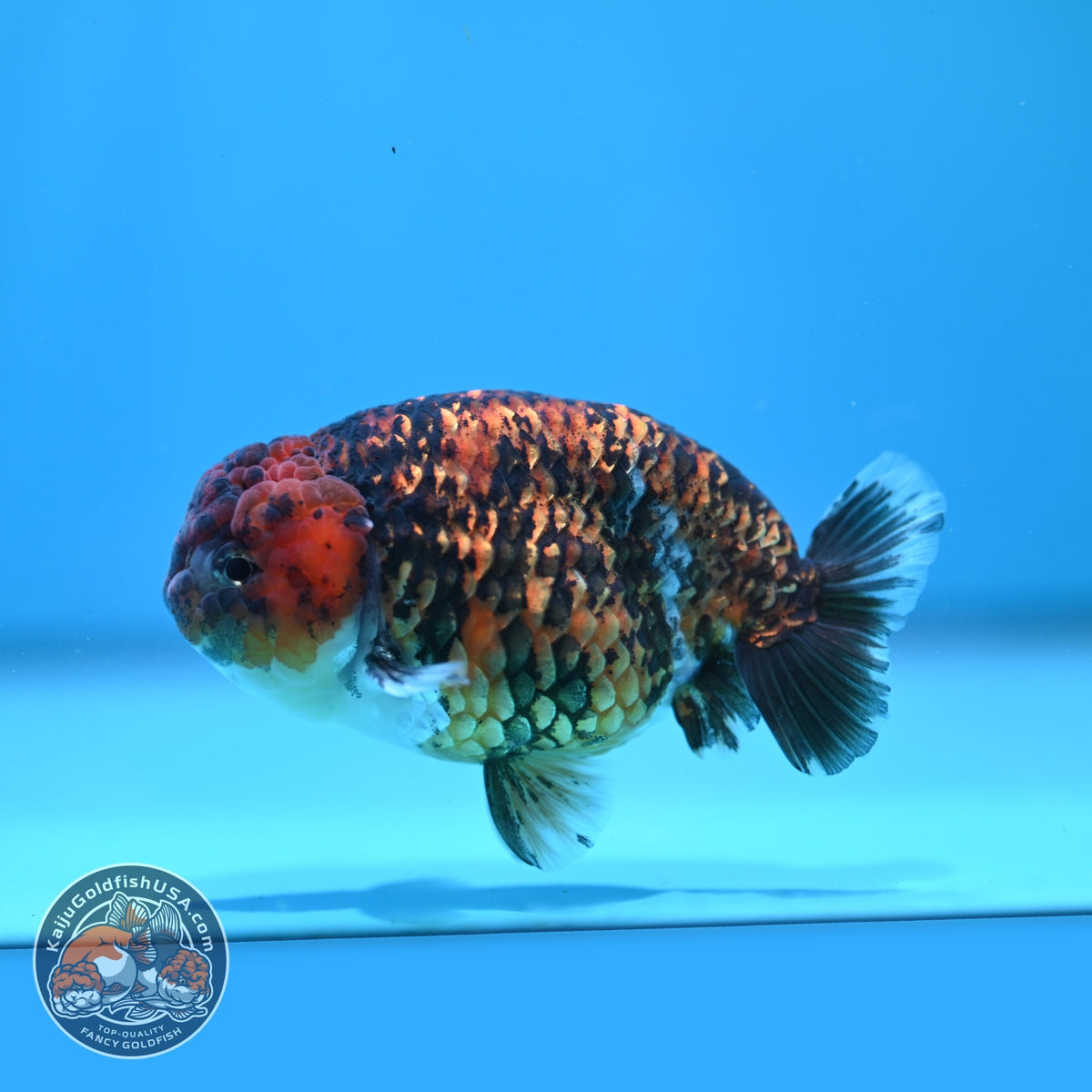 Tiger Ranchu 4 inch Body (260925_RC05)