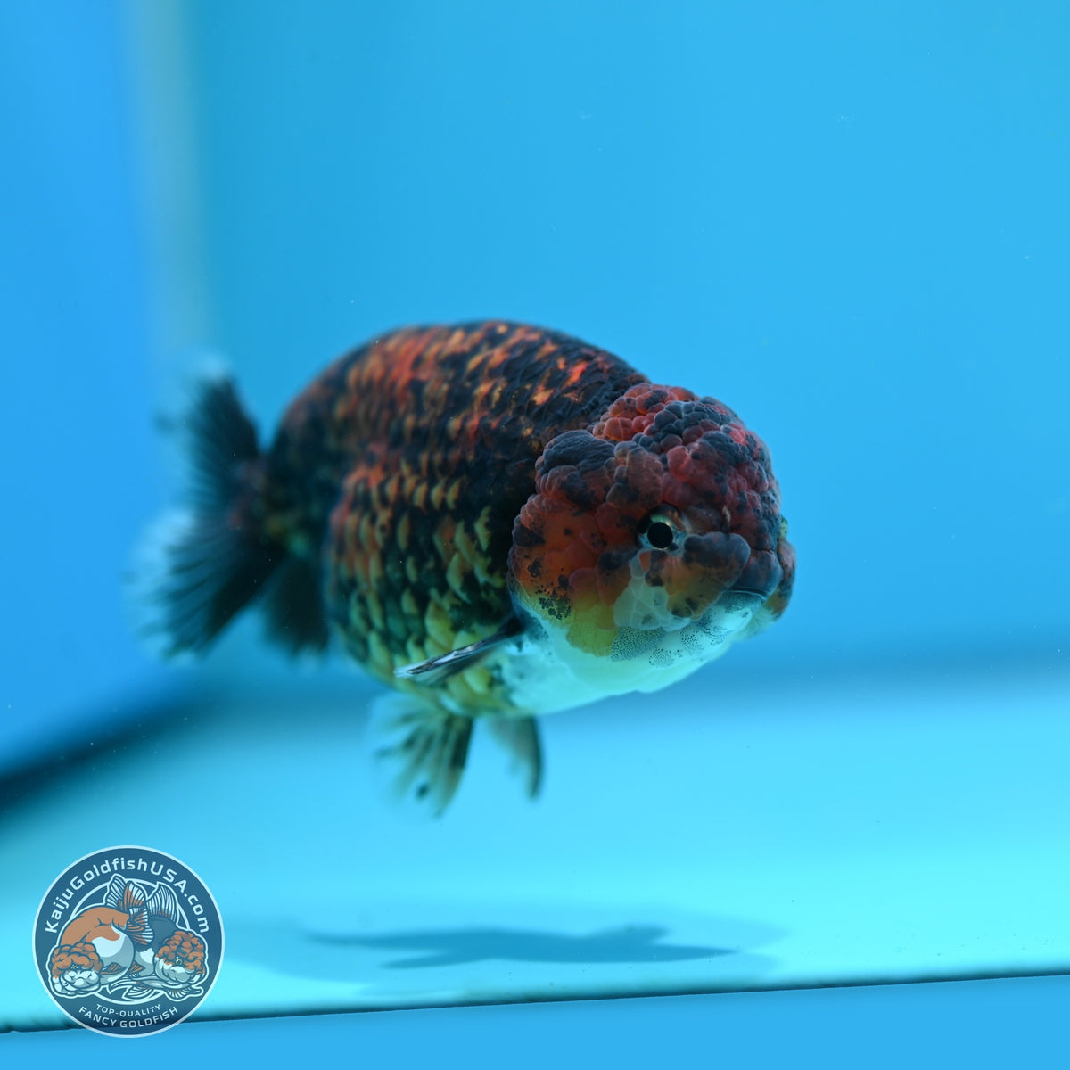 Tiger Ranchu 4 inch Body (260925_RC05)
