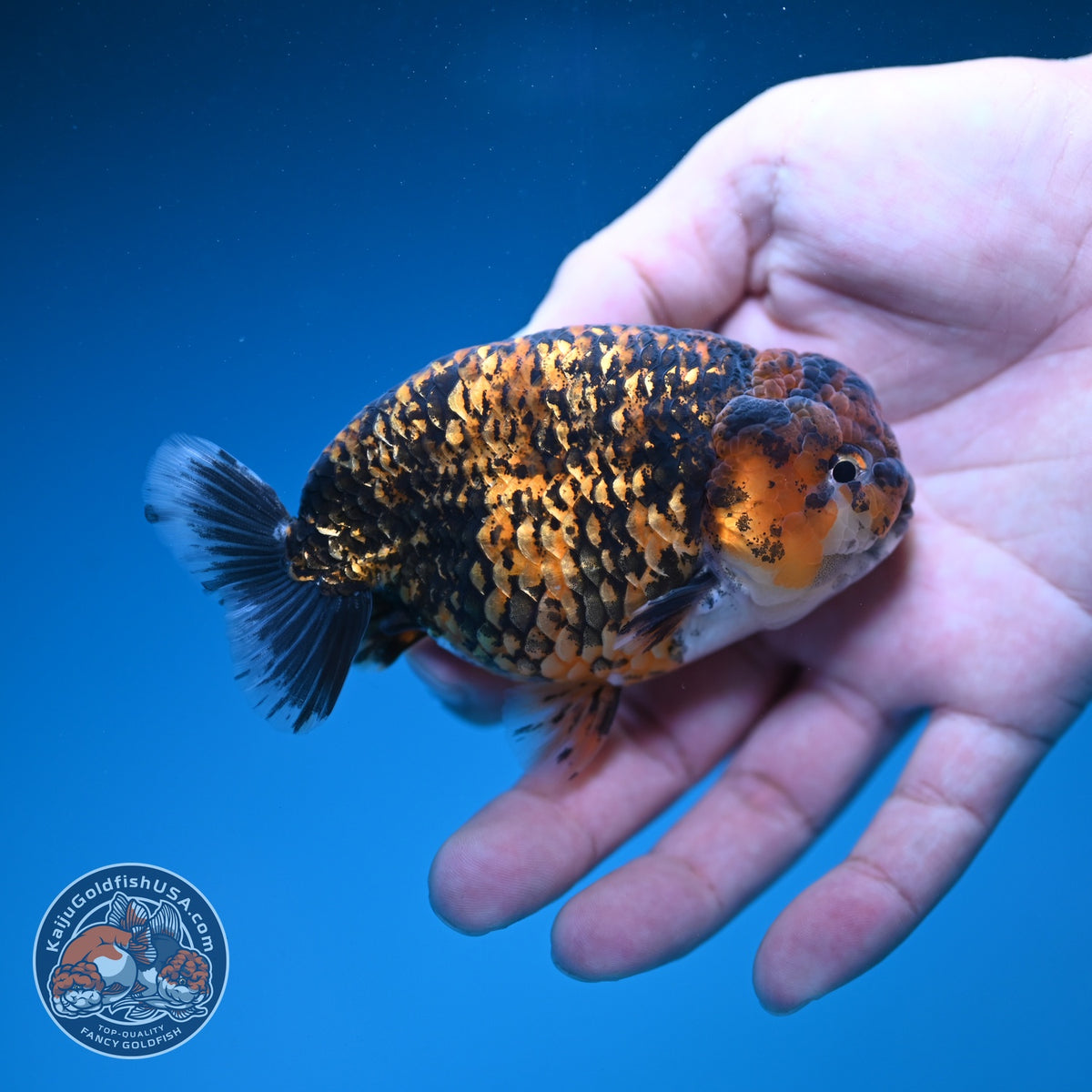 Tiger Ranchu 4 inch Body (260925_RC05)