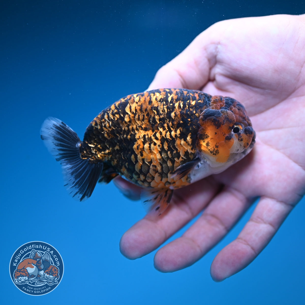 Tiger Ranchu 4 inch Body (260925_RC05)