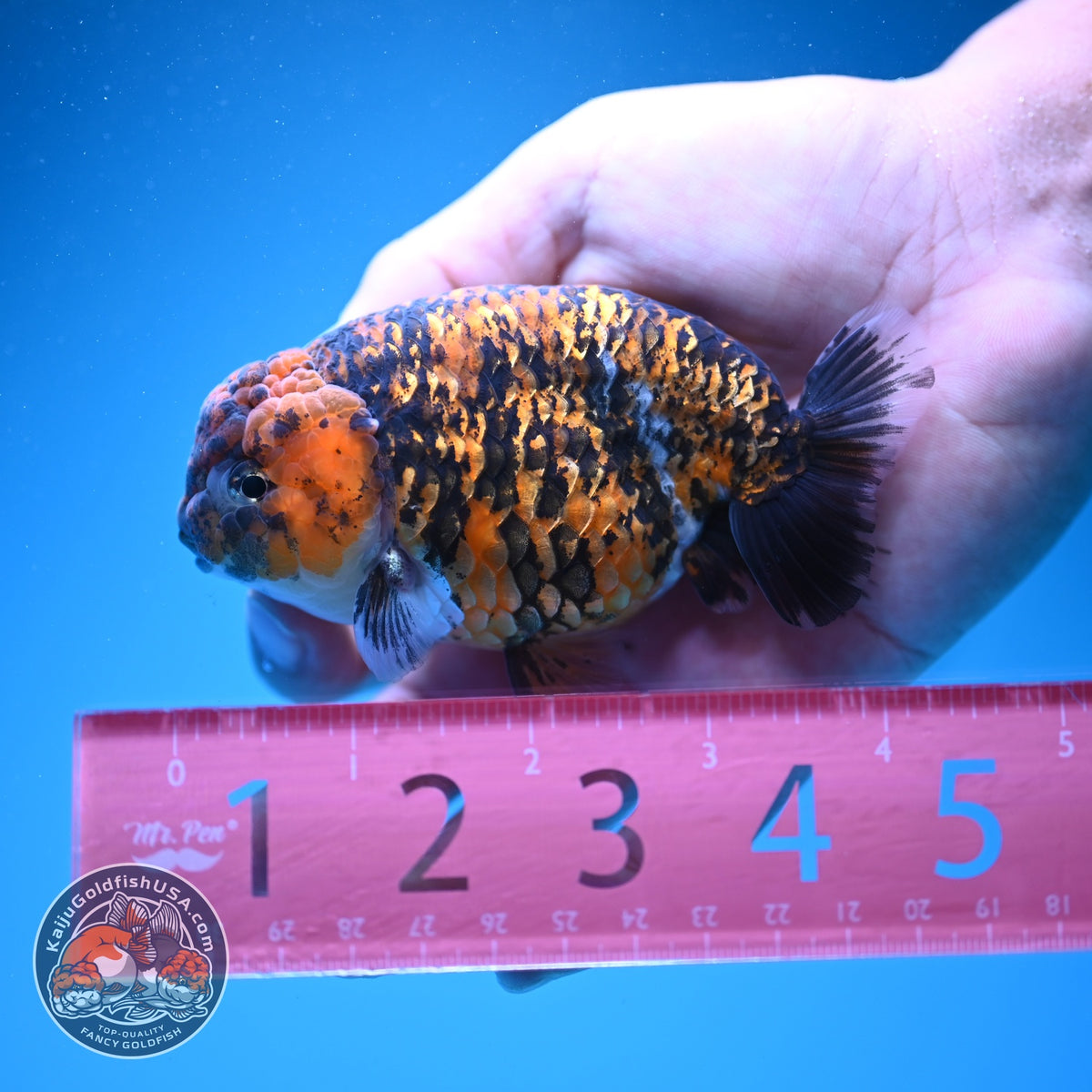 Tiger Ranchu 4 inch Body (260925_RC05)