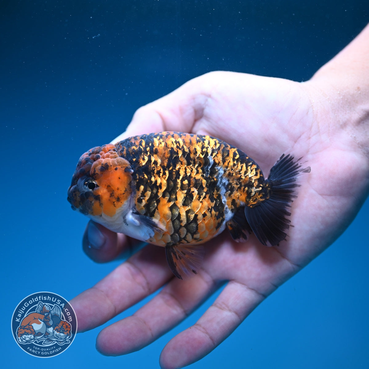Tiger Ranchu 4 inch Body (260925_RC05)