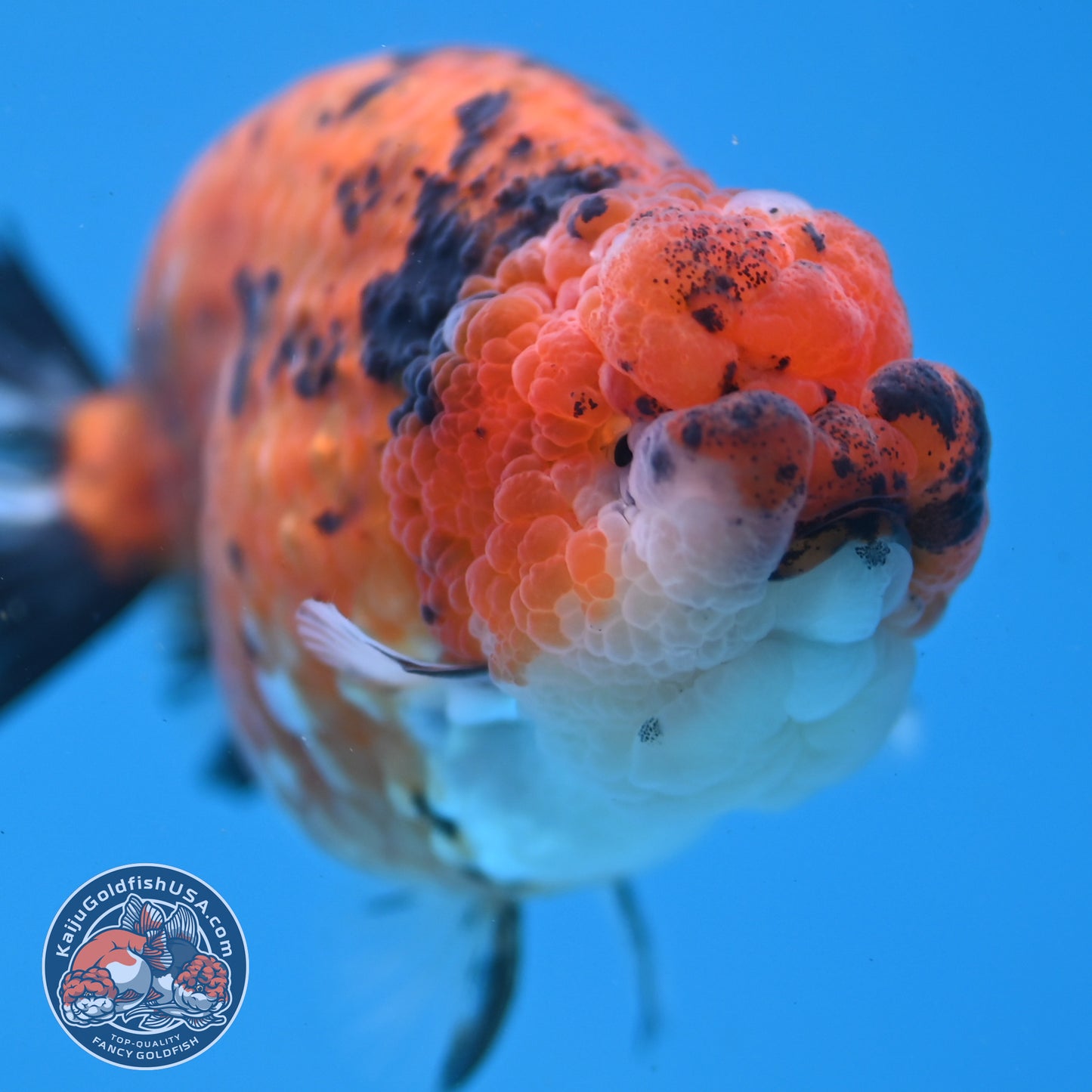 Tiger Ranchu inch Body (251107_RC08)