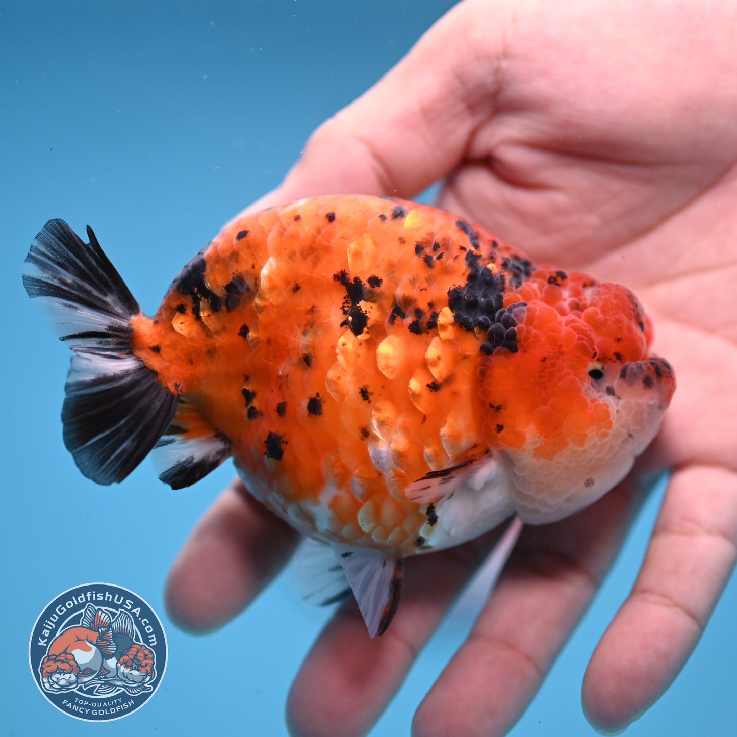 Tiger Ranchu inch Body (251107_RC08)