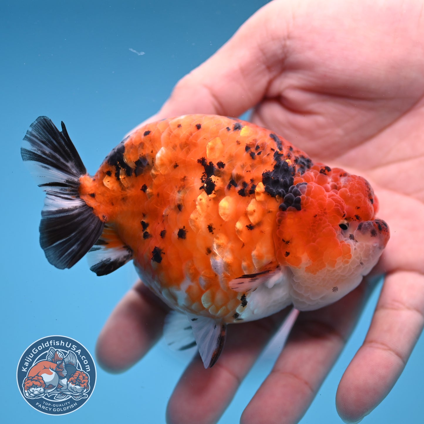 Tiger Ranchu inch Body (251107_RC08)