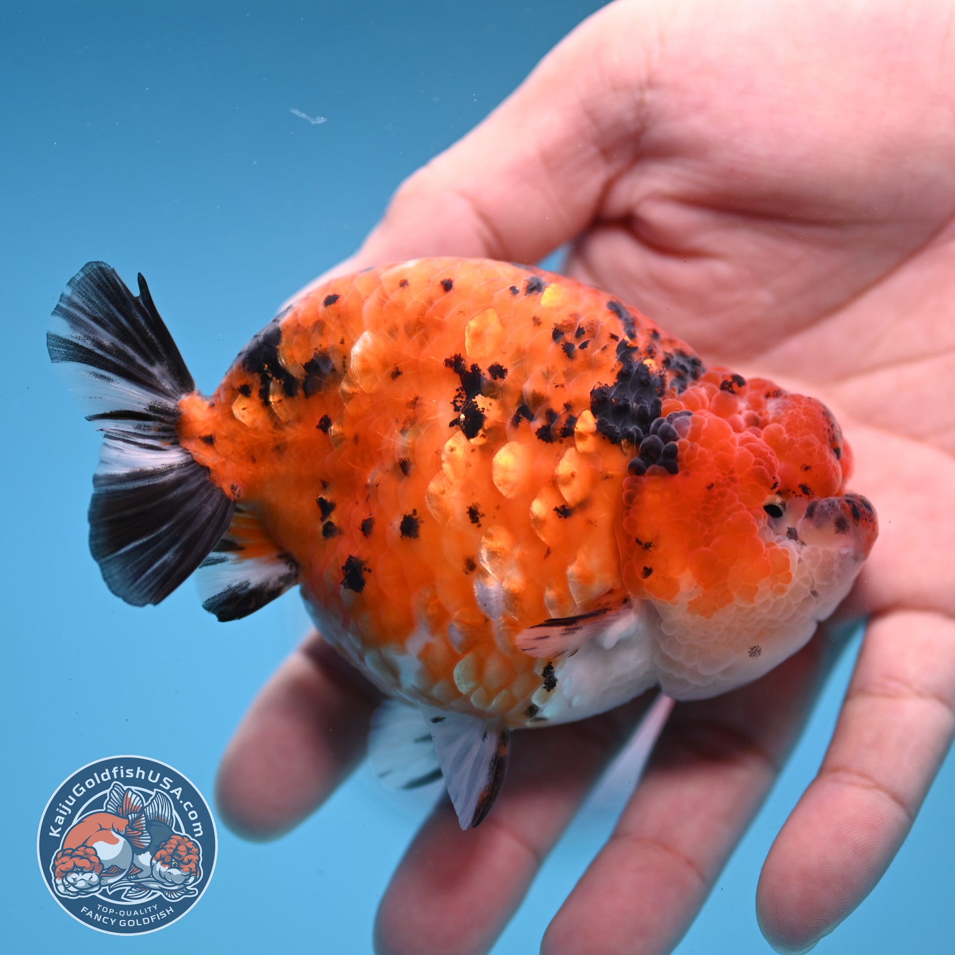 Tiger Ranchu inch Body (251107_RC08)