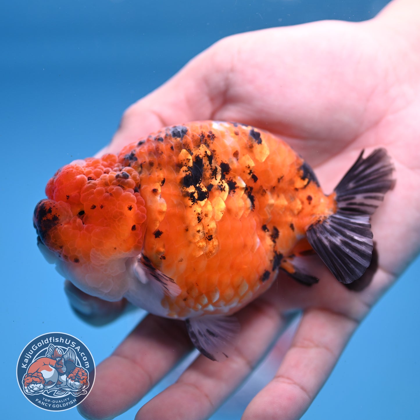 Tiger Ranchu inch Body (251107_RC08)