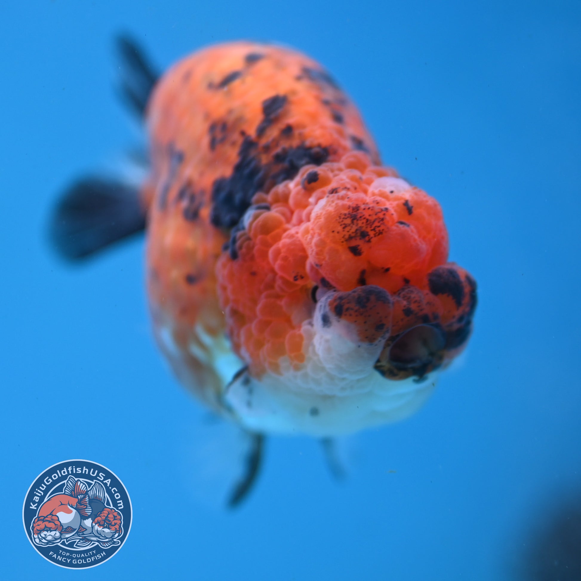 Tiger Ranchu inch Body (251107_RC08)