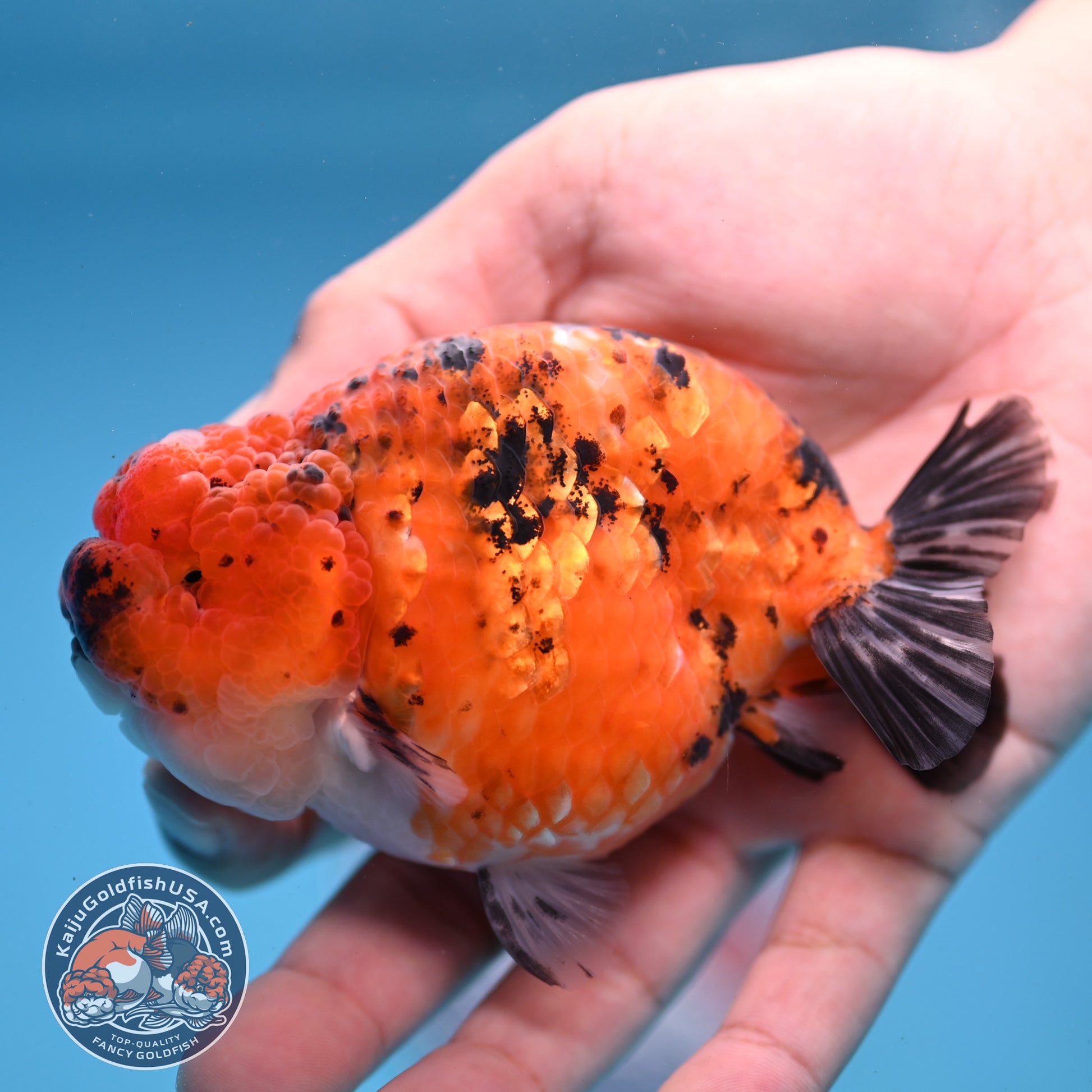 Tiger Ranchu inch Body (251107_RC08)