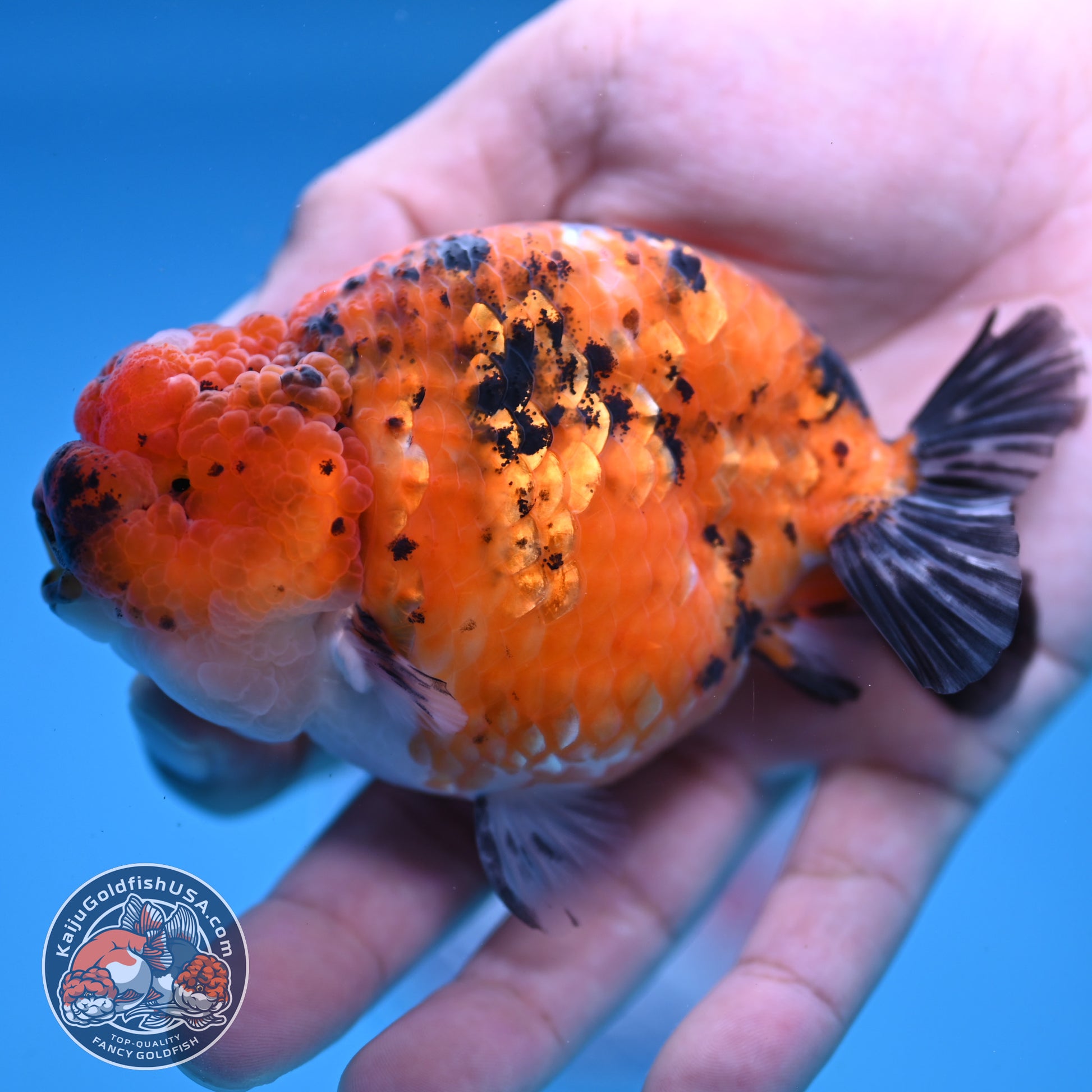 Tiger Ranchu inch Body (251107_RC08)