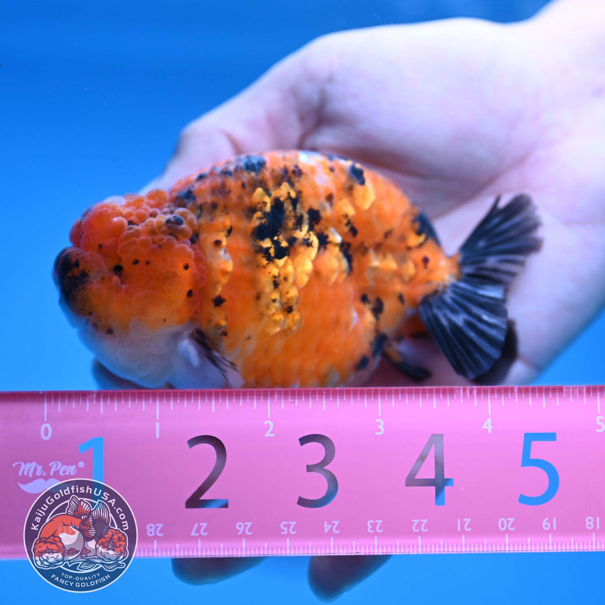 Tiger Ranchu inch Body (251107_RC08)
