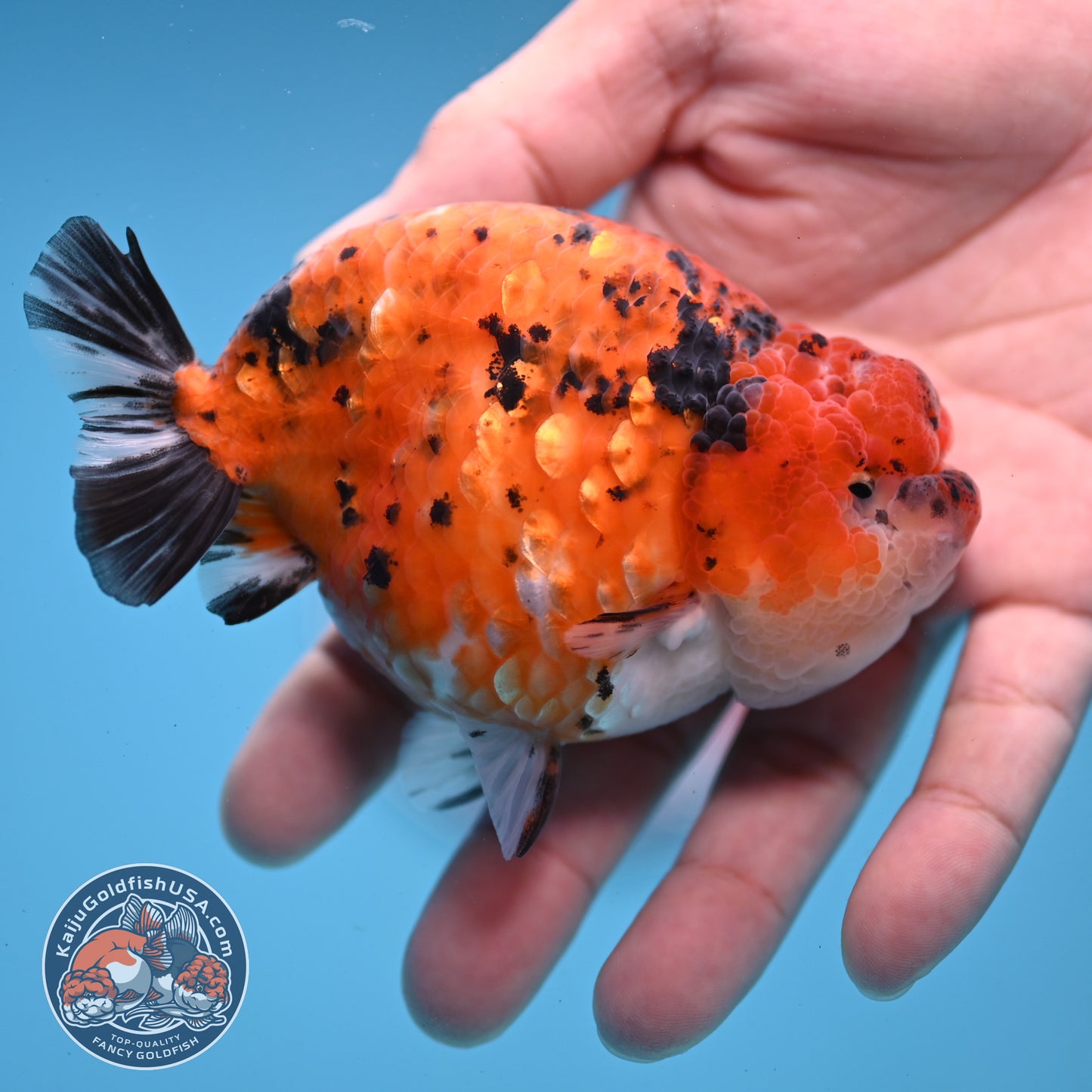 Tiger Ranchu inch Body (251107_RC08)