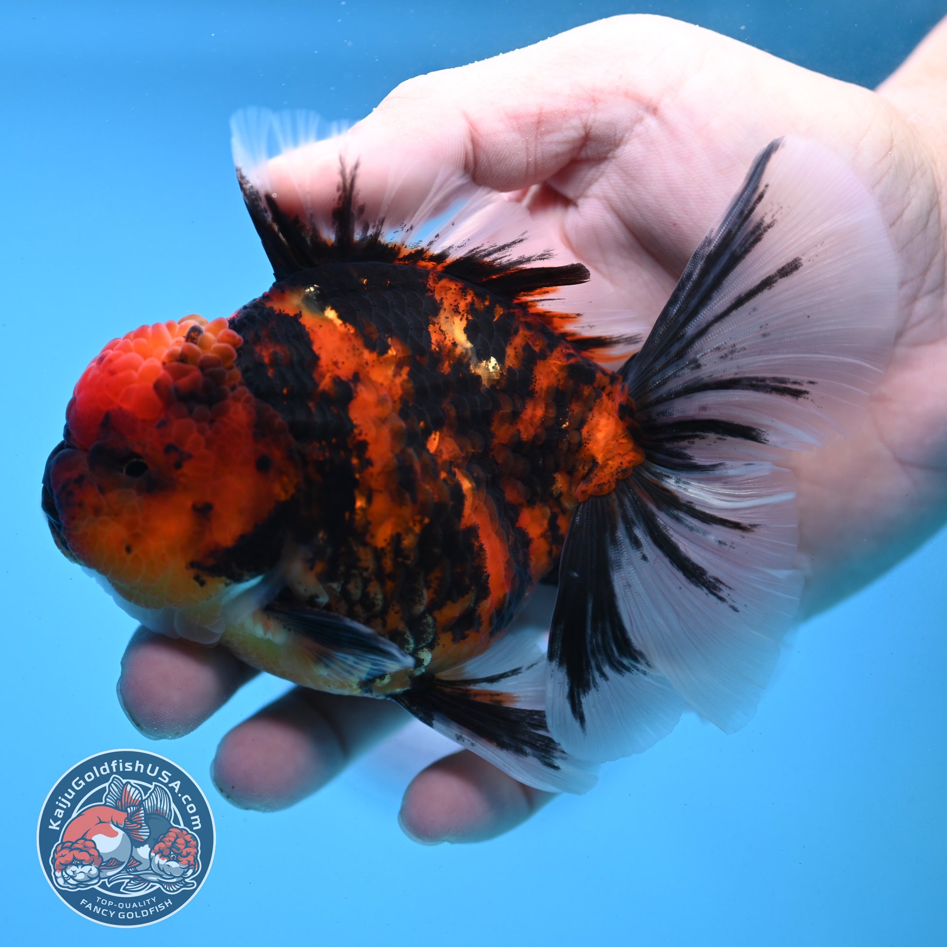 Tiger Rose Tail Oranda 3.5 inch Body (251121_OR12)