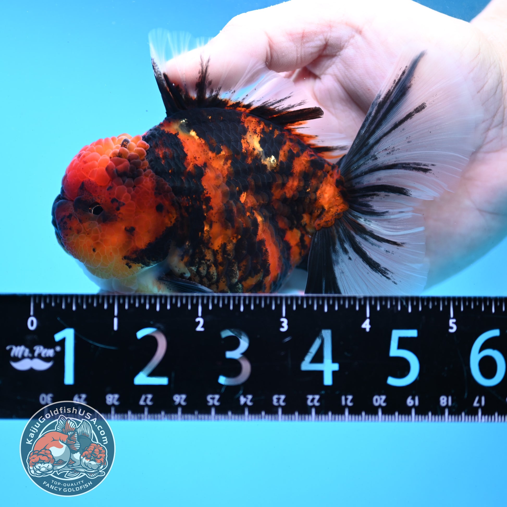 Tiger Rose Tail Oranda 3.5 inch Body (251121_OR12)