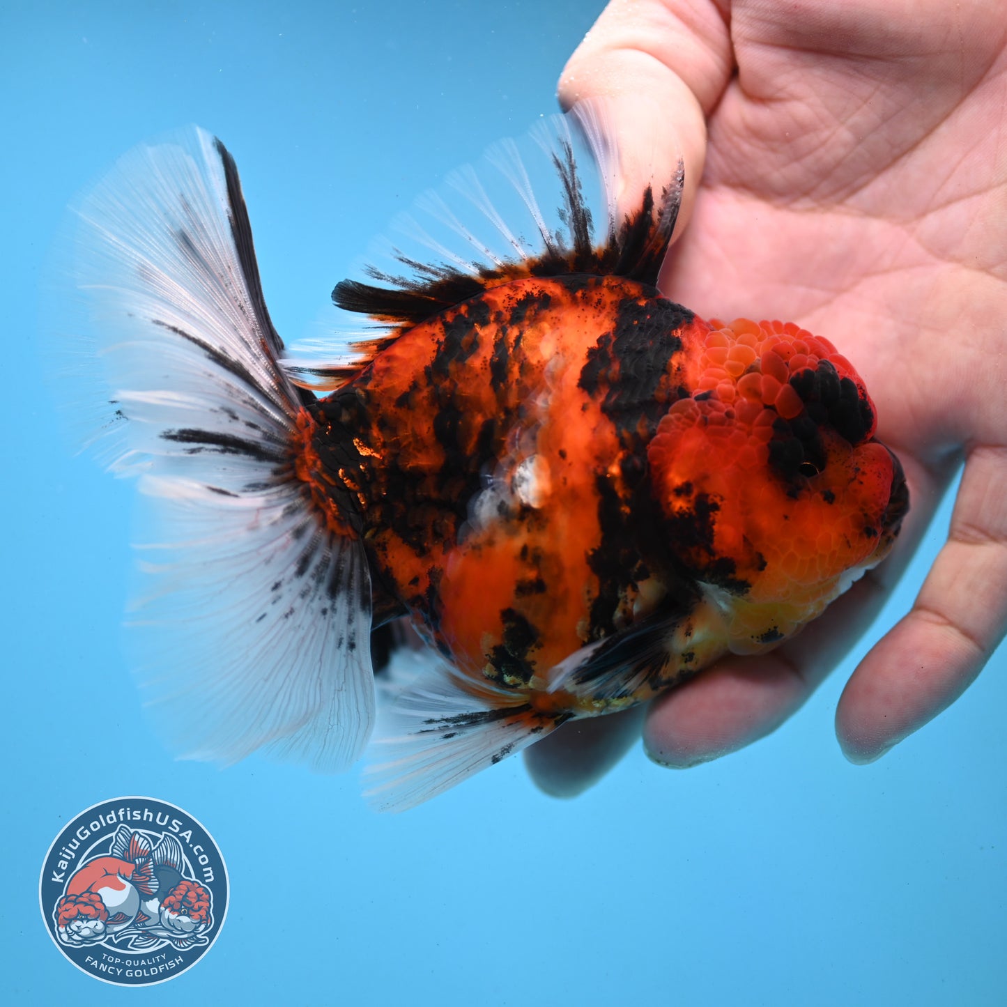 Tiger Rose Tail Oranda 3.5 inch Body (251121_OR12)