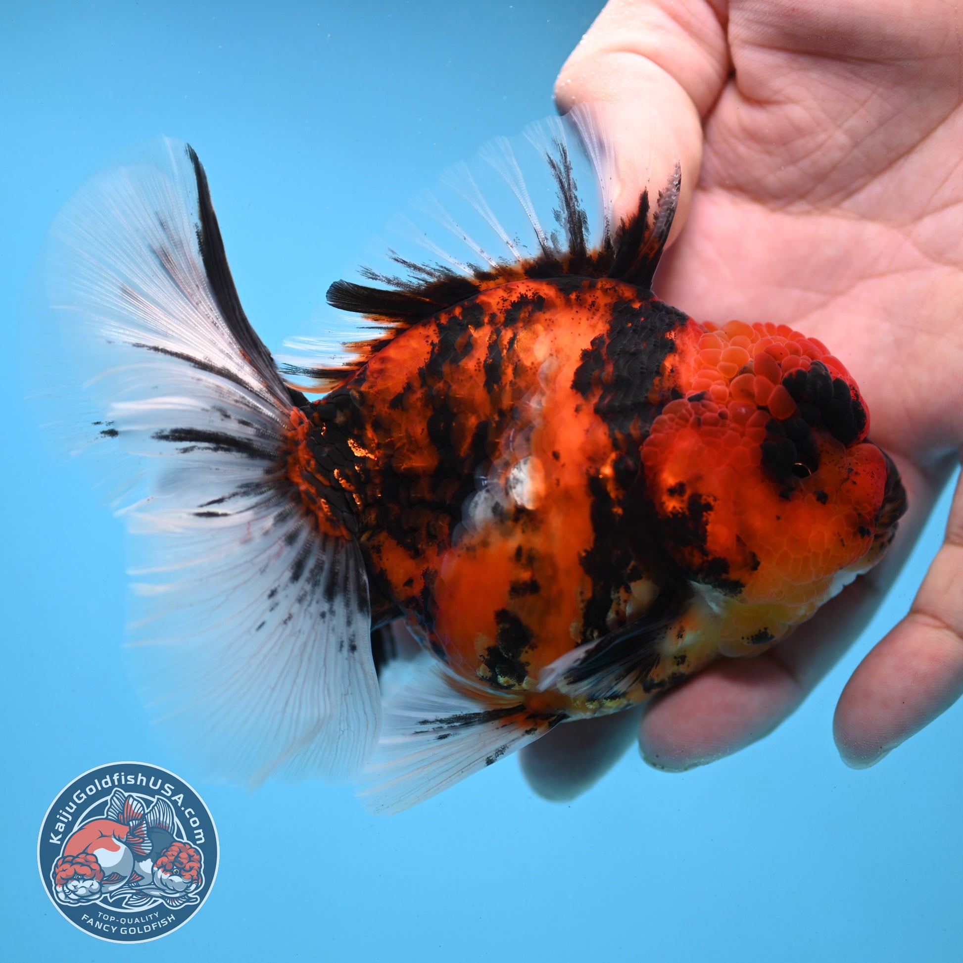 Tiger Rose Tail Oranda 3.5 inch Body (251121_OR12)