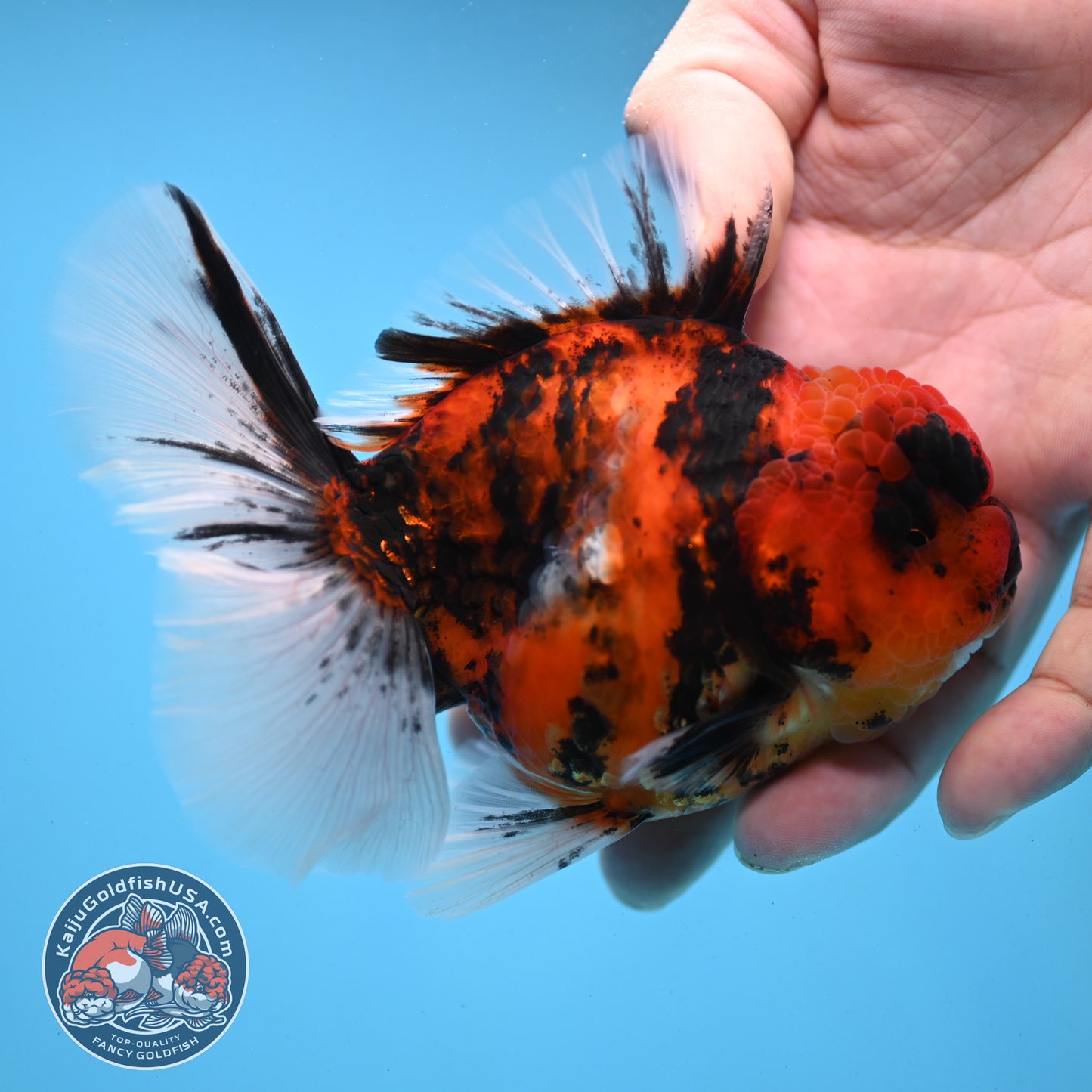 Tiger Rose Tail Oranda 3.5 inch Body (251121_OR12)