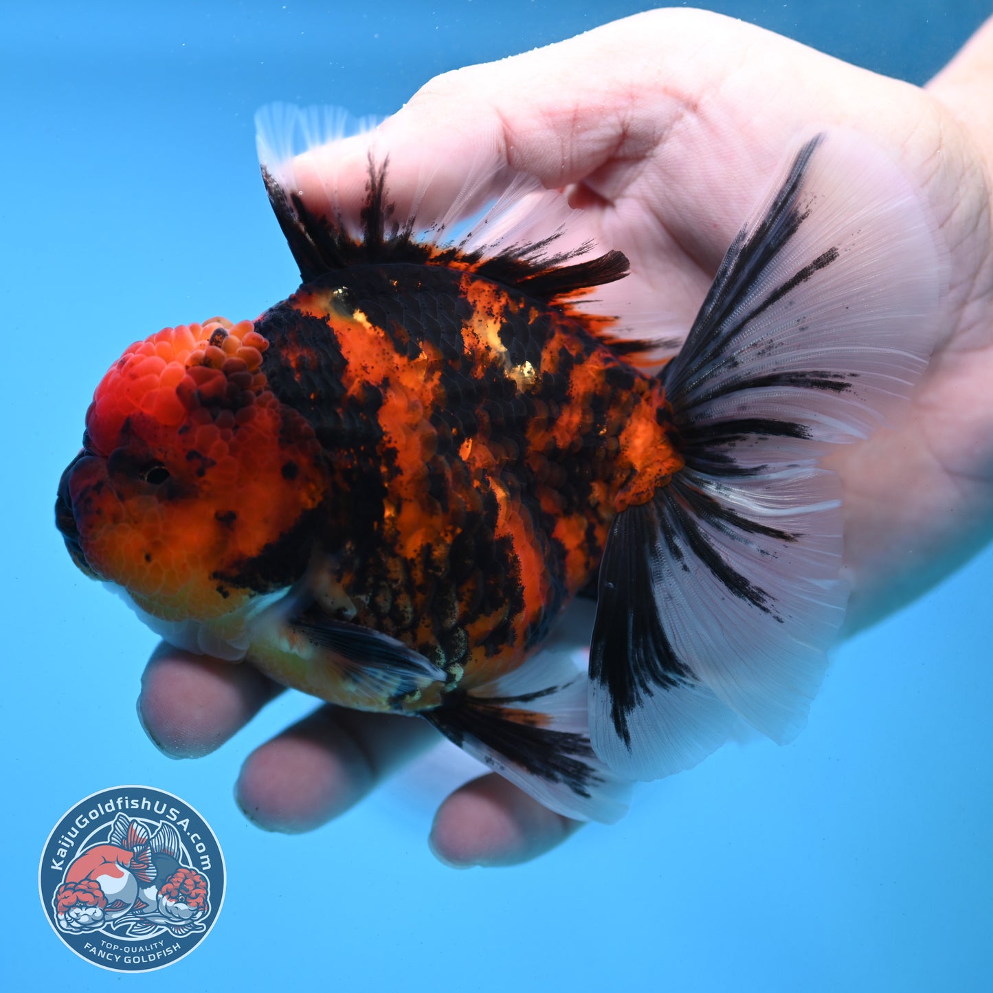 Tiger Rose Tail Oranda 3.5 inch Body (251121_OR12)