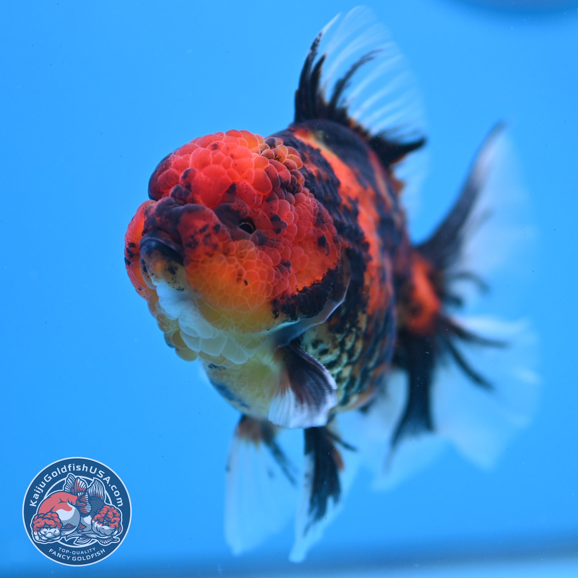Tiger Rose Tail Oranda 3.5 inch Body (251121_OR12)