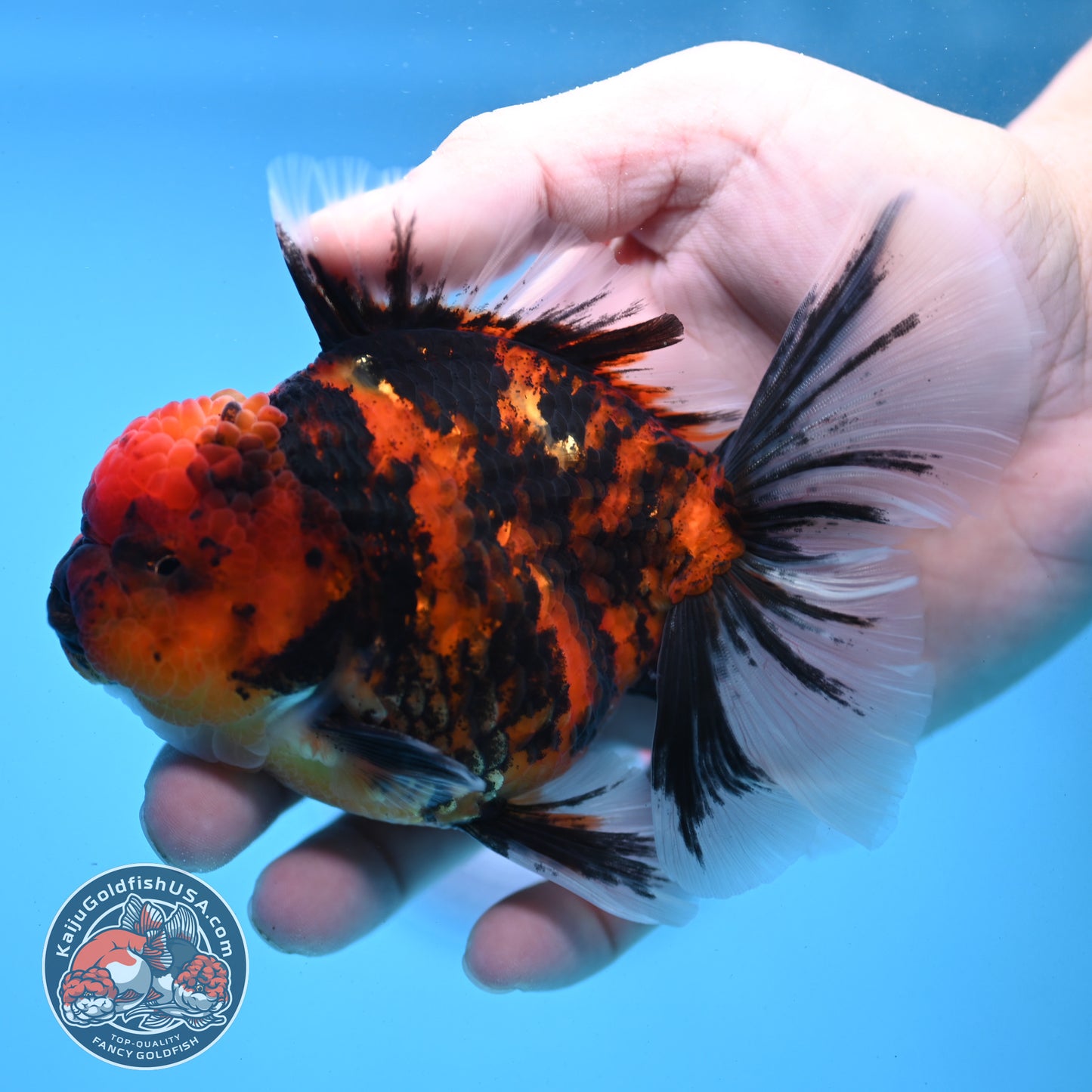 Tiger Rose Tail Oranda 3.5 inch Body (251121_OR12)