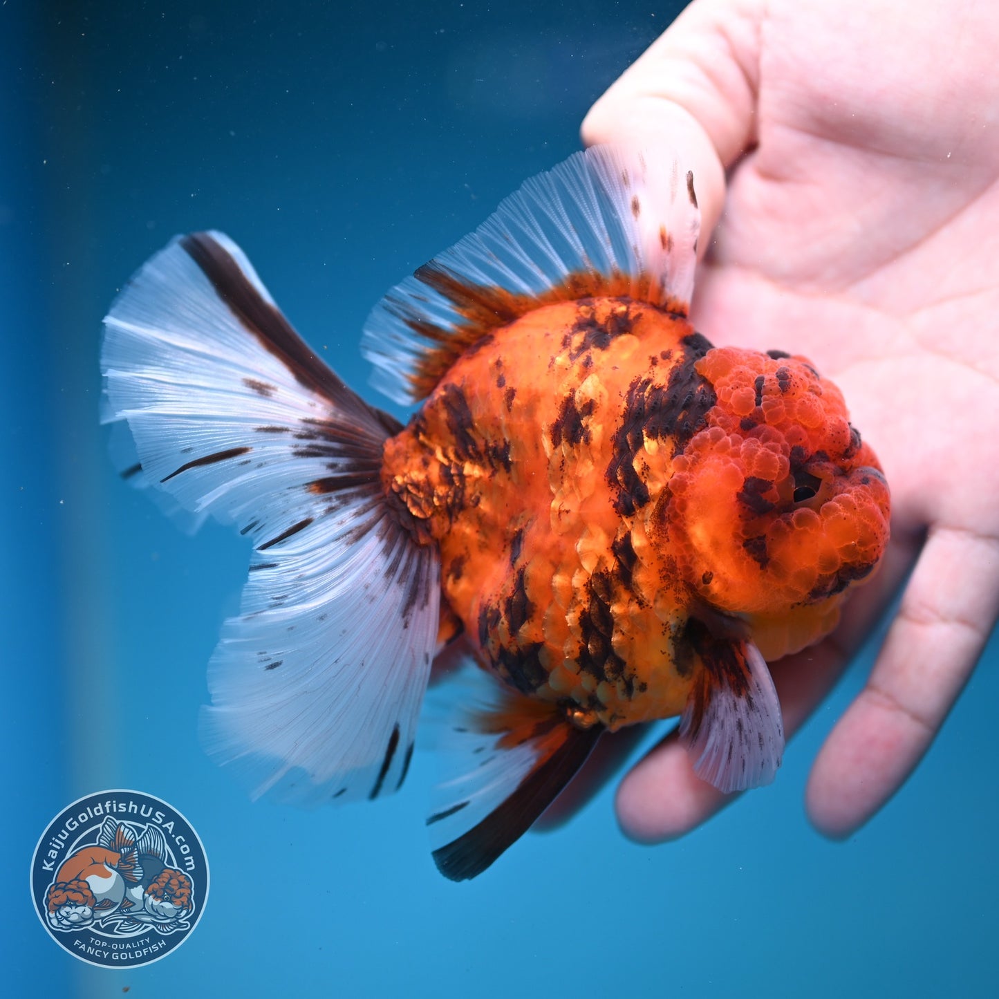 Tiger Rose Tail Oranda 3.5 inch Body (260821_OR04)