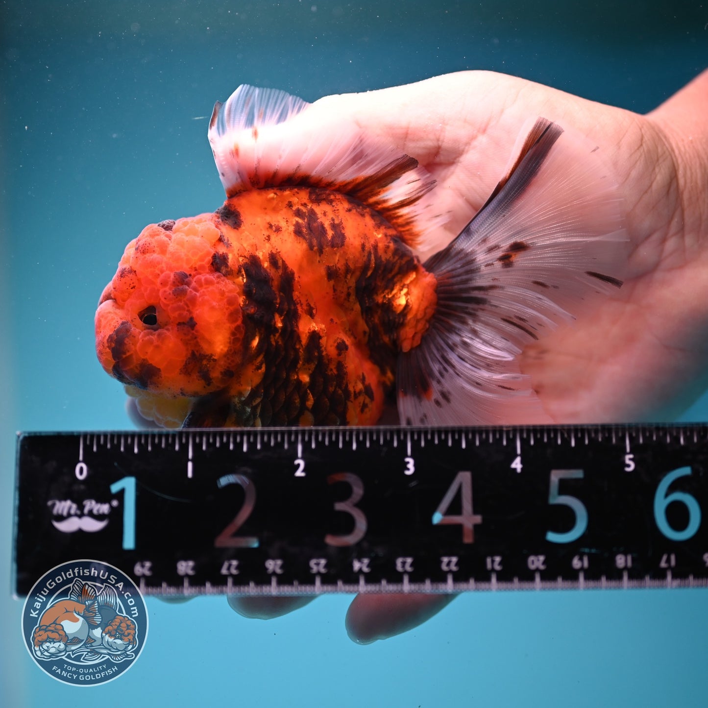 Tiger Rose Tail Oranda 3.5 inch Body (260821_OR04)