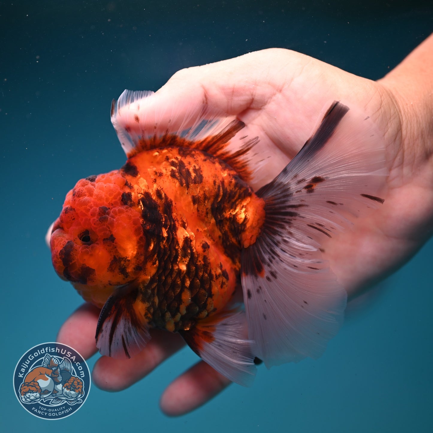 Tiger Rose Tail Oranda 3.5 inch Body (260821_OR04)